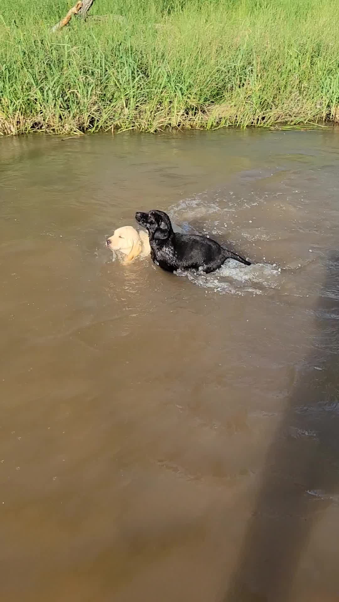 8 Week Old Purebred KNOWN Puppies Livestock Guardian for sale