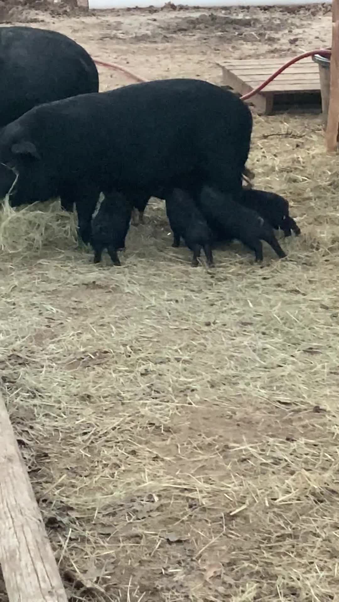 Bred Sows for sale Paradise, TX