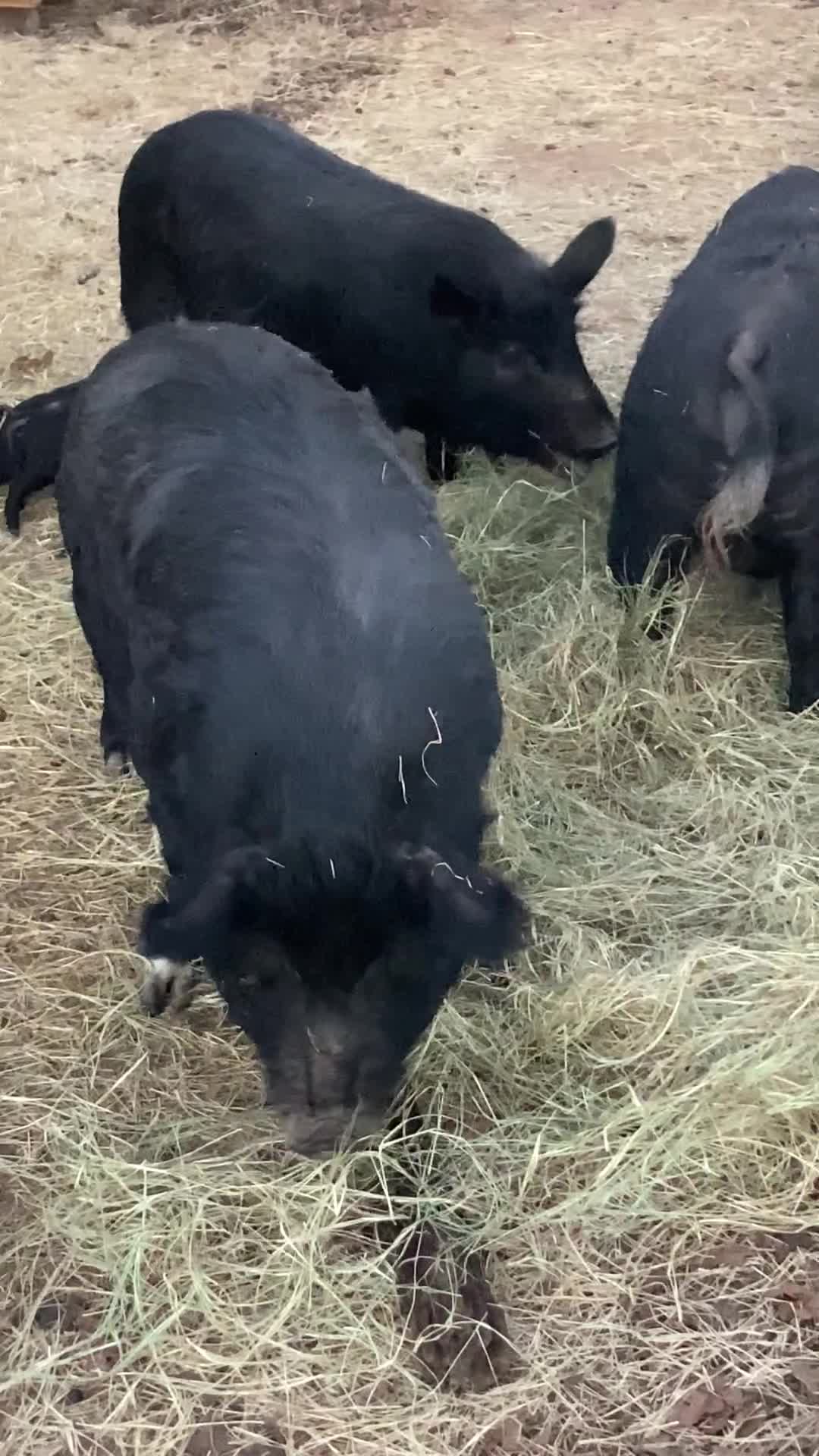 Bred Sows for sale Paradise, TX