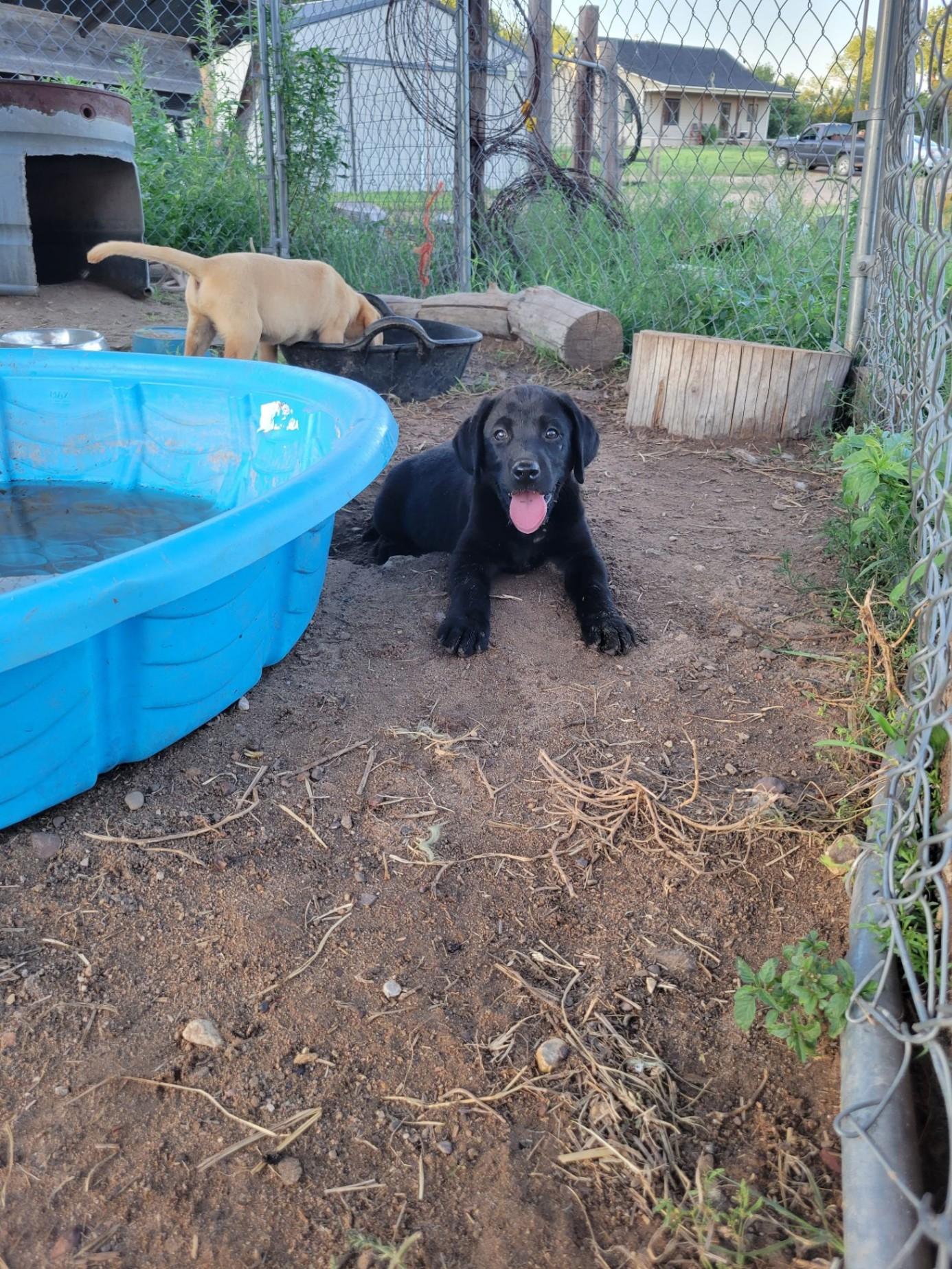 8 Week Old Purebred KNOWN Puppies Livestock Guardian for sale