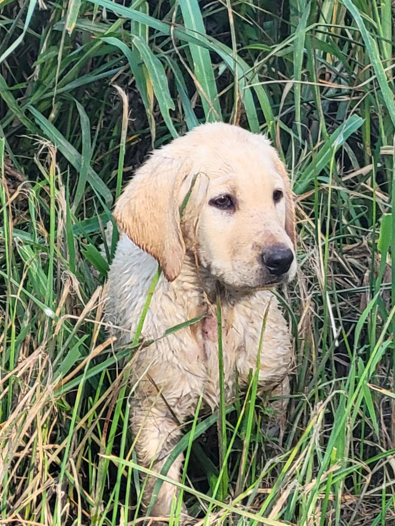 8 Week Old Purebred KNOWN Puppies Livestock Guardian for sale
