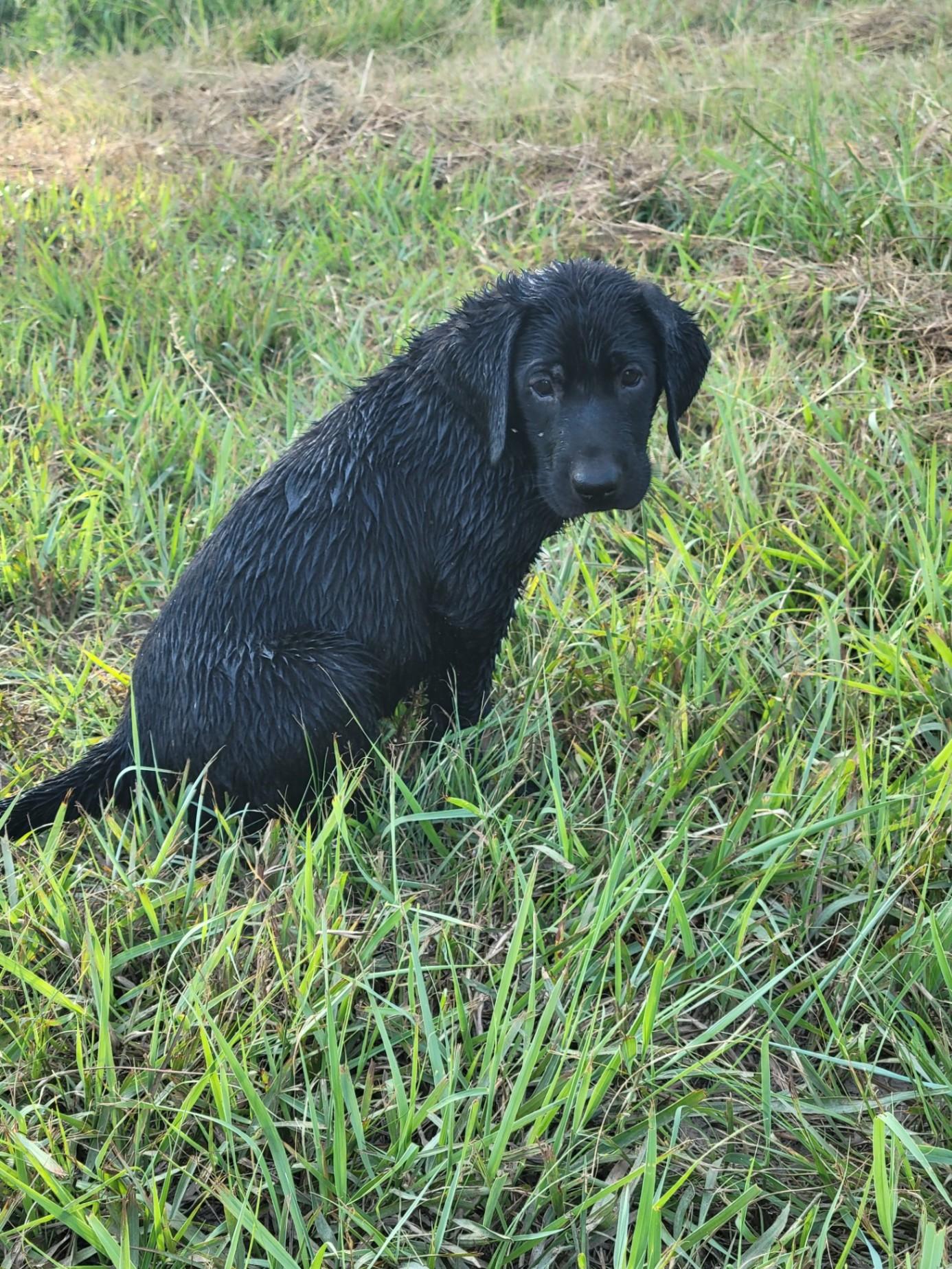 8 Week Old Purebred KNOWN Puppies Livestock Guardian for sale