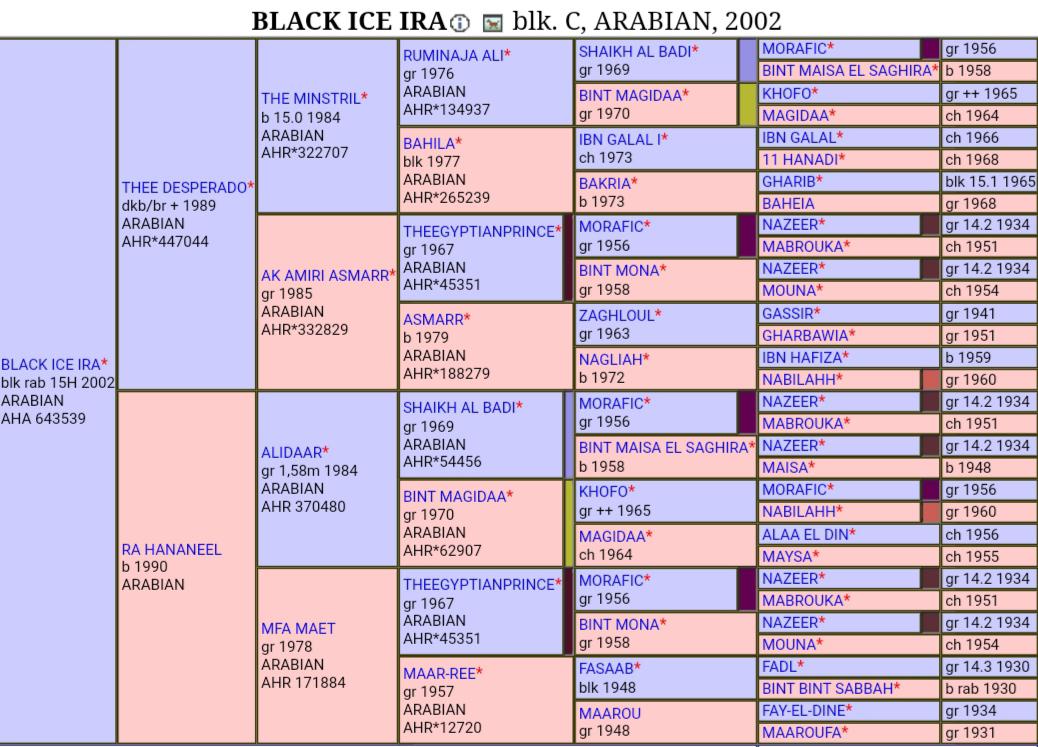 Black Ice IRA 10+ year old Registered Homozygous Black Rabicano Arabian Horse Stud Fee for
