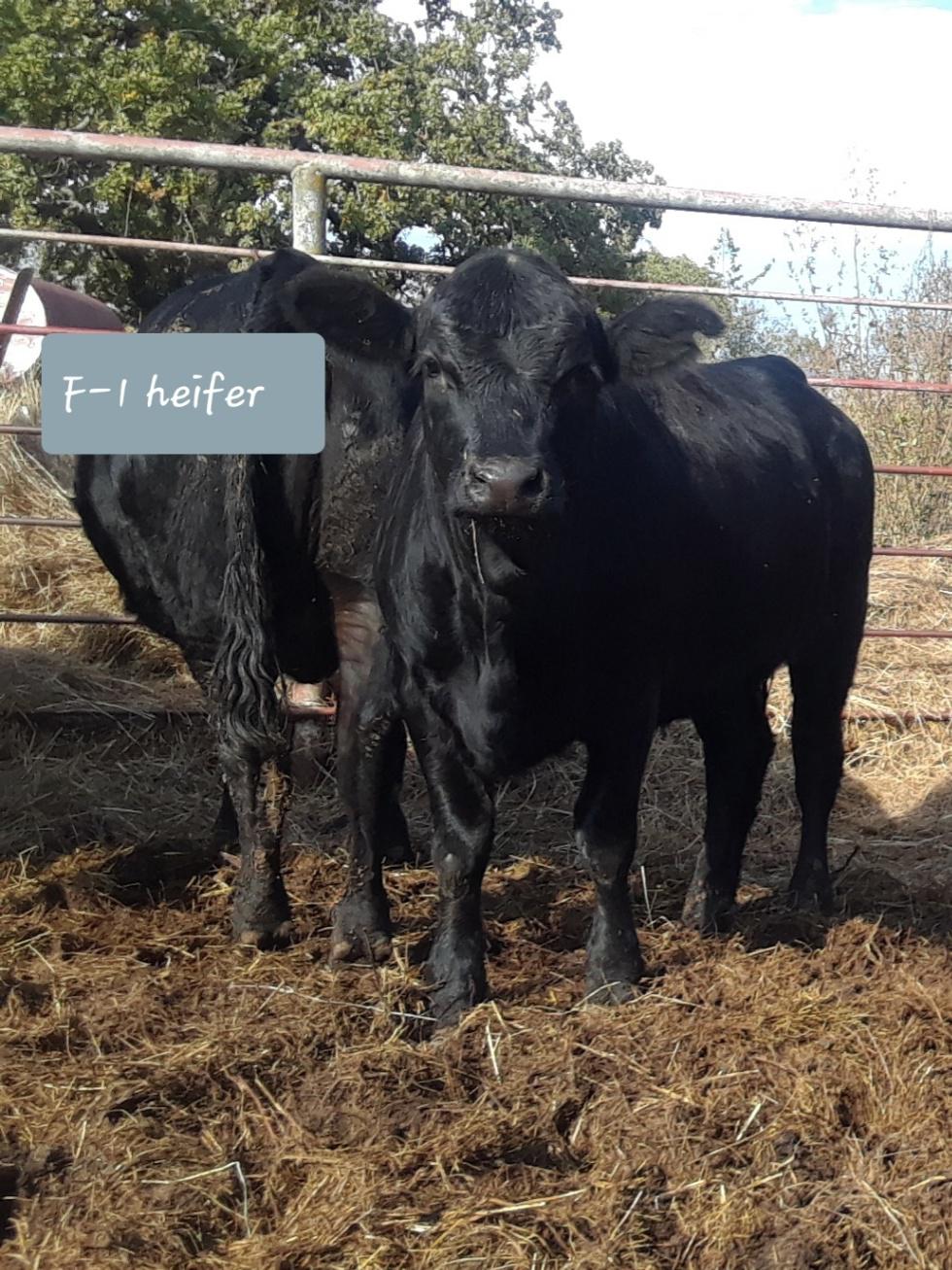 Crossbred Simmental / Angus Heifers Open for sale Wapanucka, OK