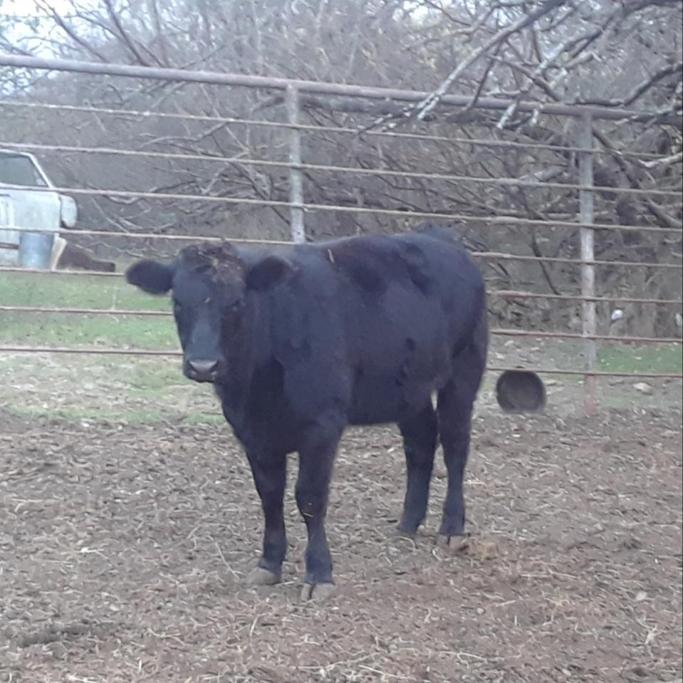 Crossbred Simmental / Angus Heifers Open for sale Wapanucka, OK