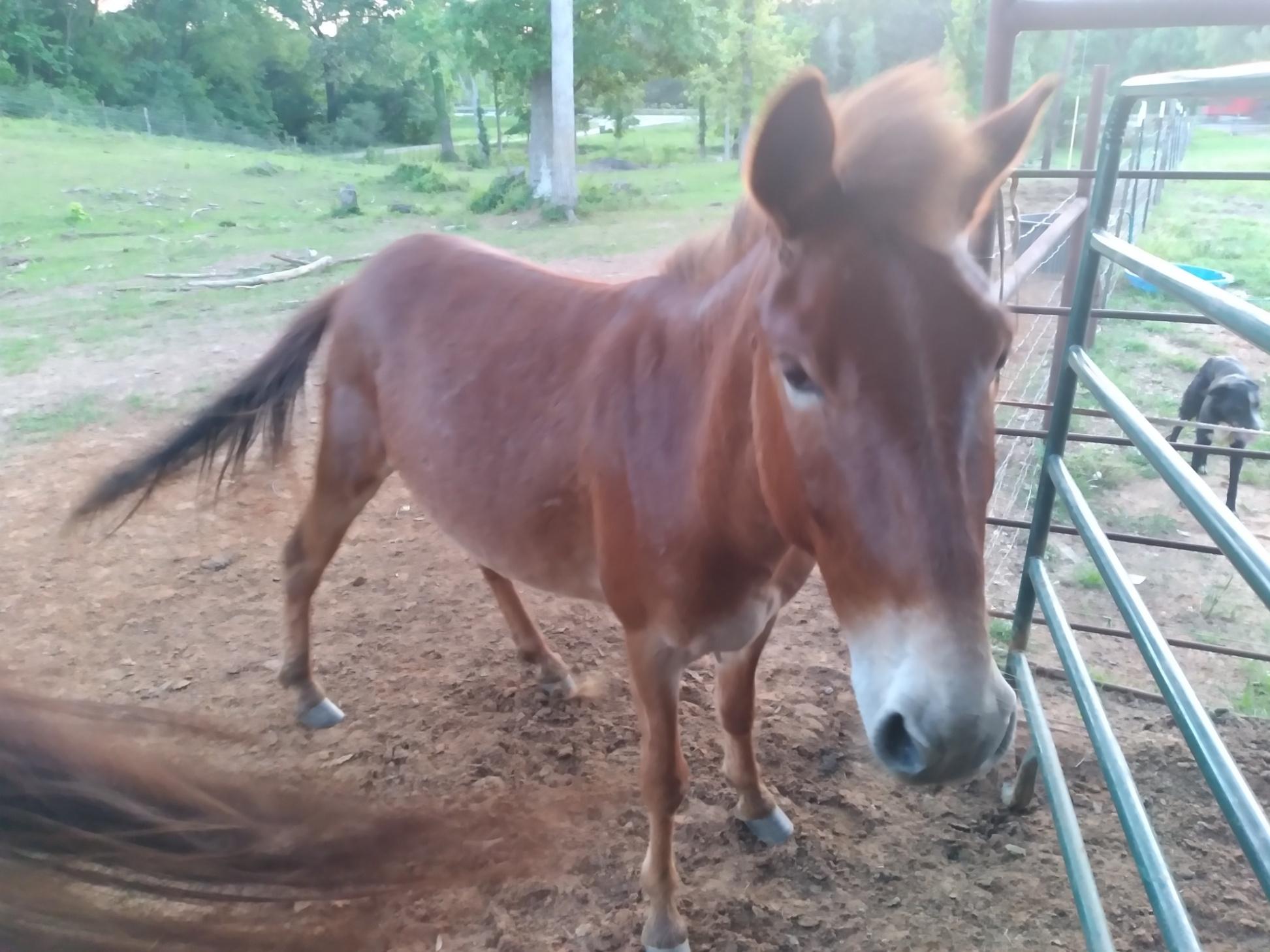 mule dealers near me