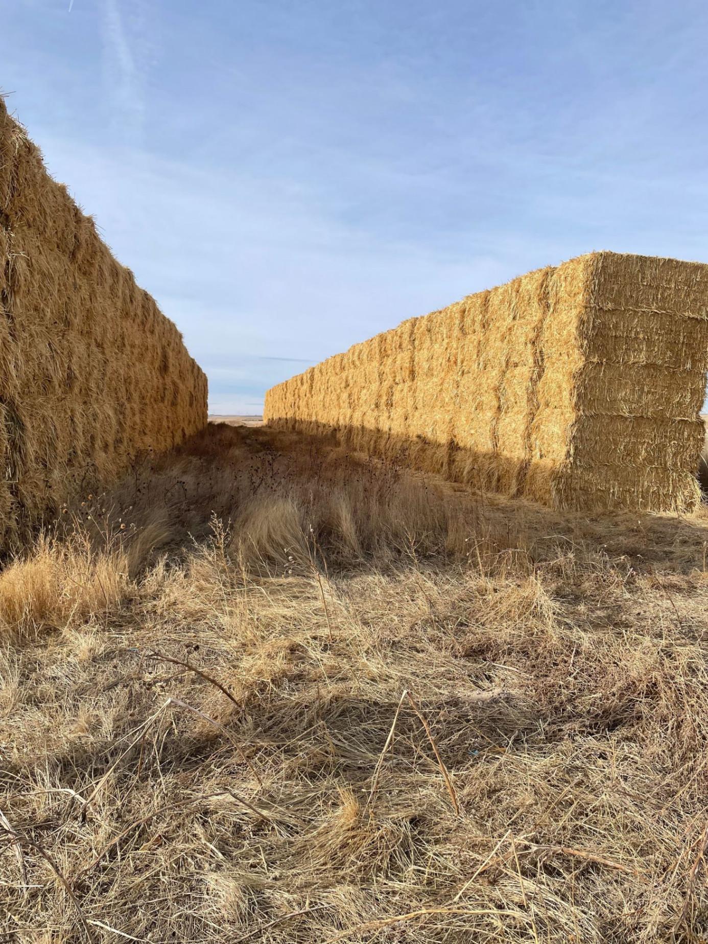 Large Square Millet Bales for sale Haxtun, CO