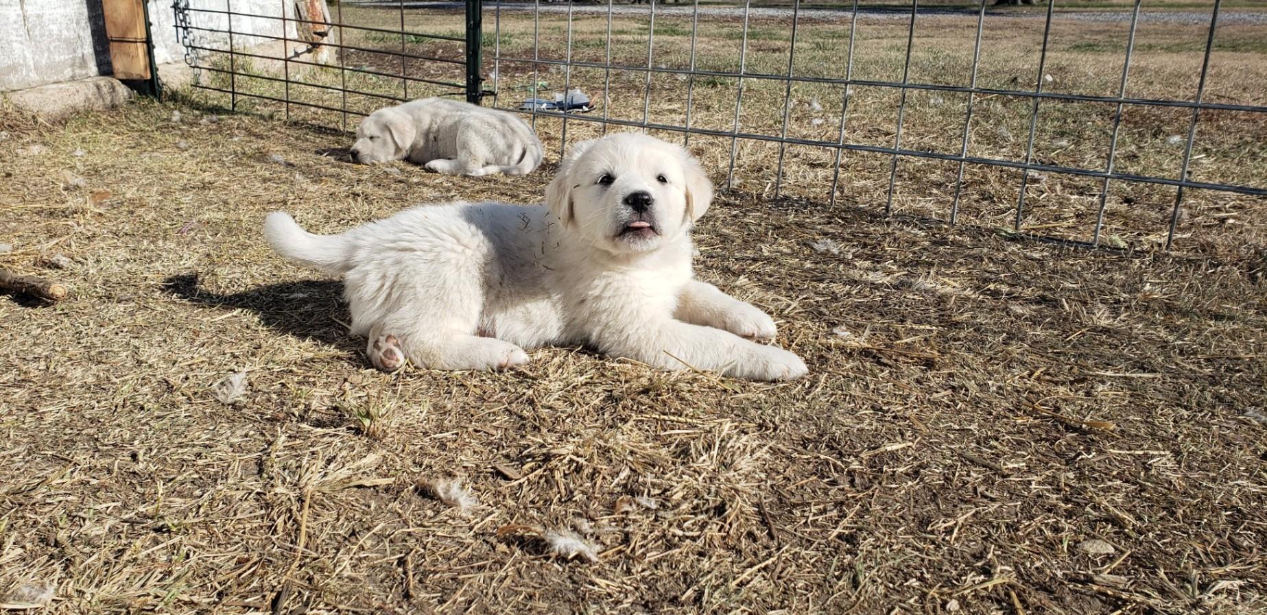 Pyrenees Dog Great Pyrenees Lab Puppies Great Pyrenees Chow Mix