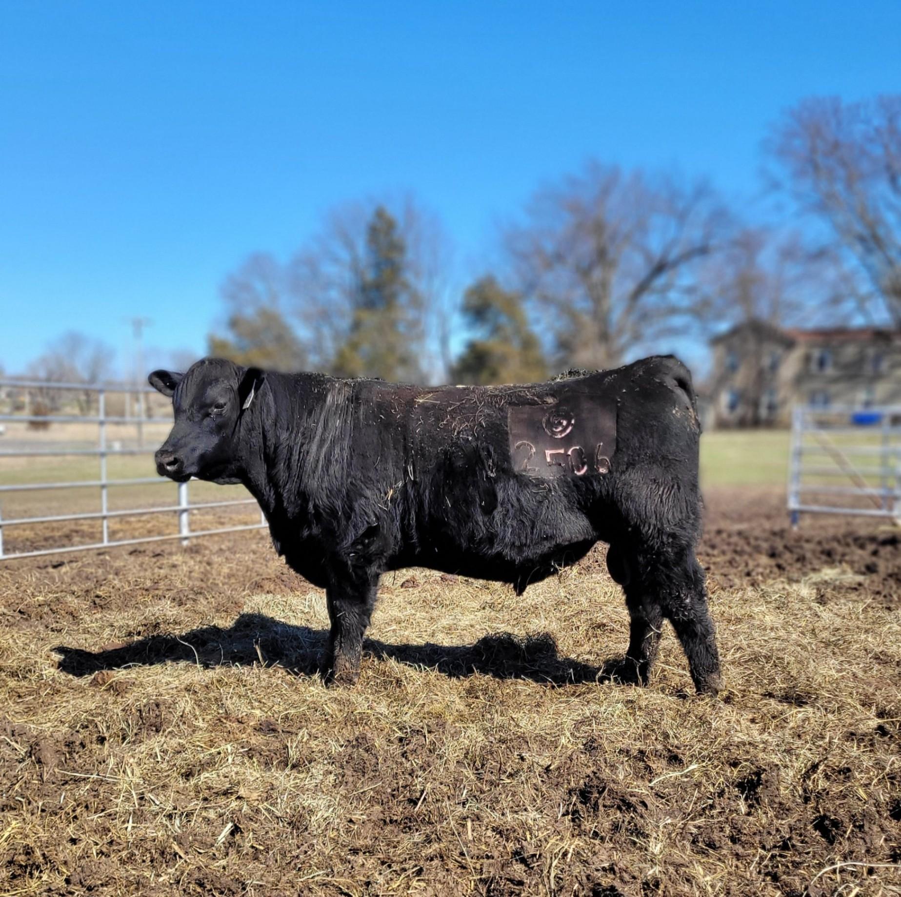 Registered Purebred Angus Bulls for sale | Easton, KS
