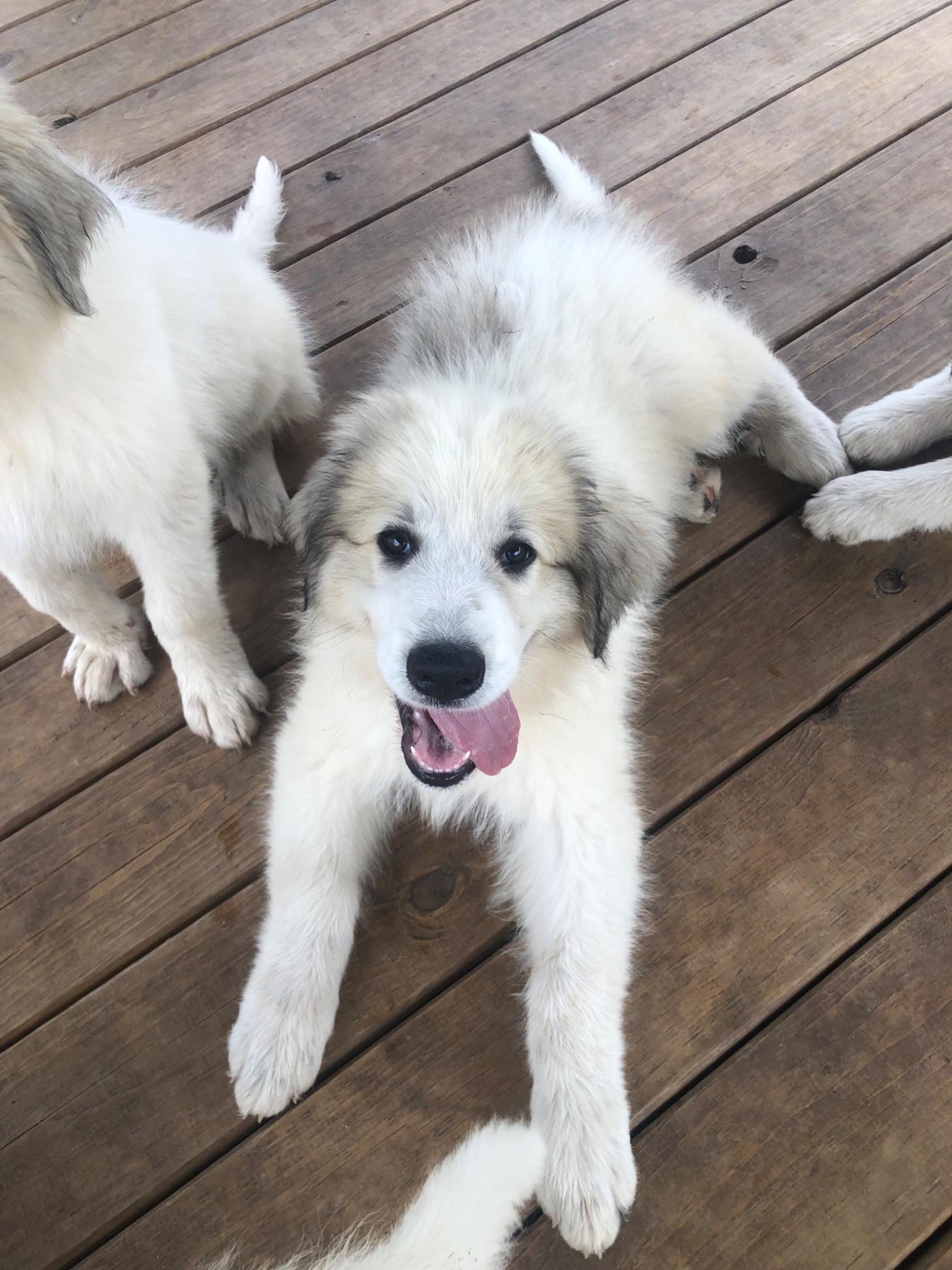 Great Pyrenees Lab Mix Puppies For Sale Labrador Great Pyrenees X
