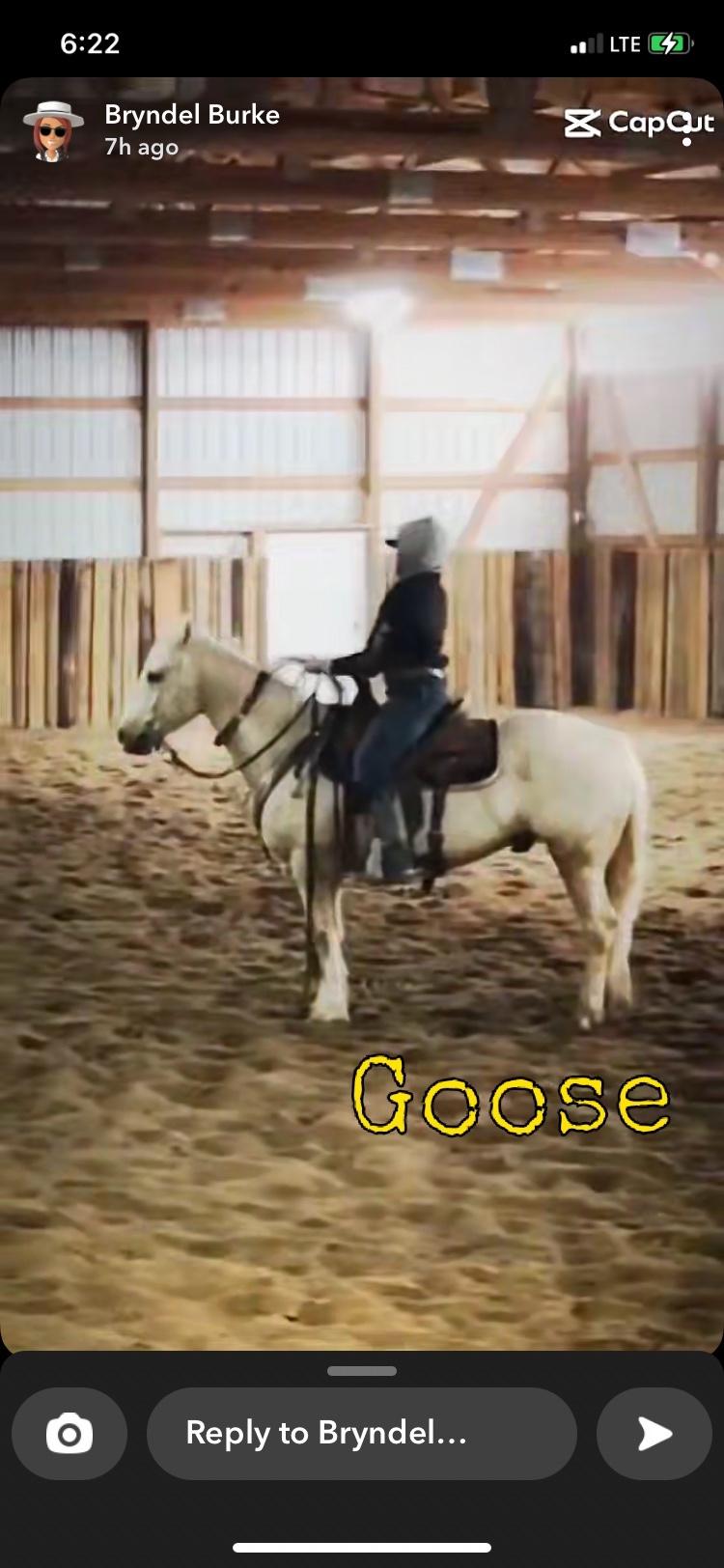 Horse for Sale Near You Buy Online in CO