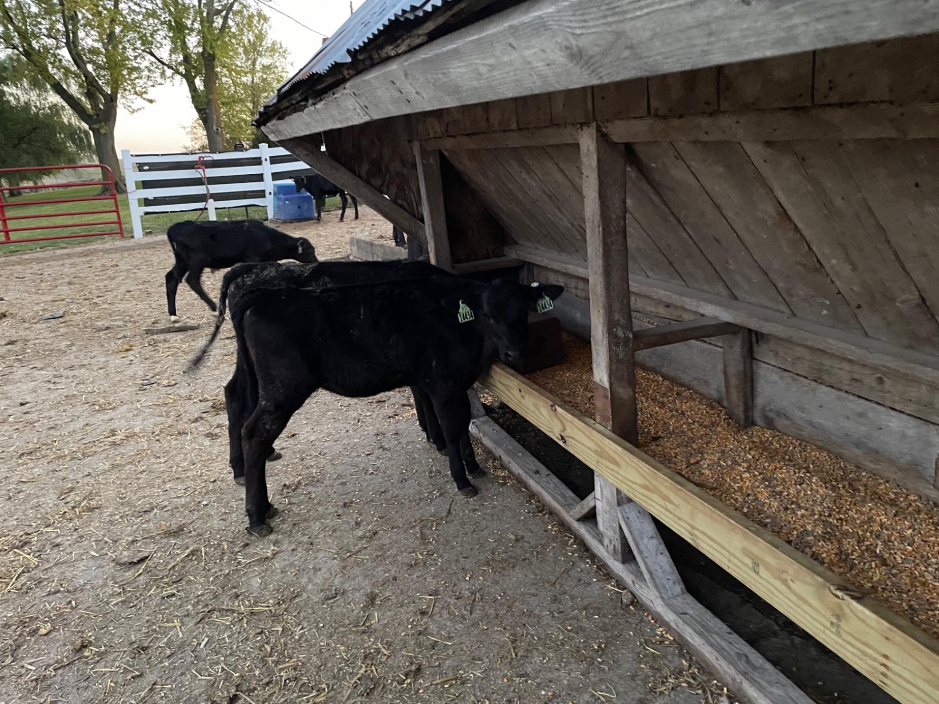 Crossbred Angus Holstein Feeder Mixed HeifersSteers for sale