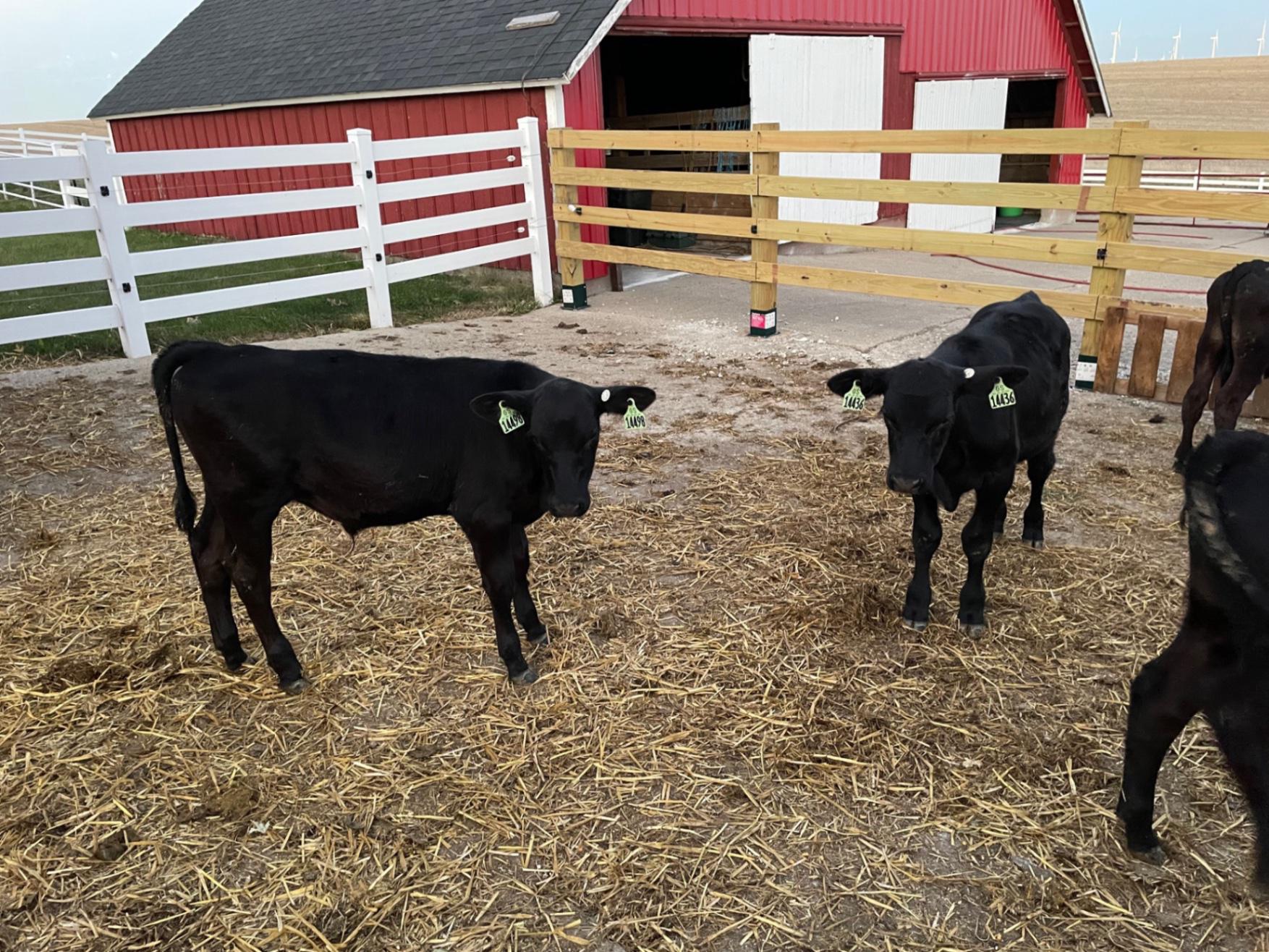 Crossbred Angus Holstein Feeder Mixed HeifersSteers for sale