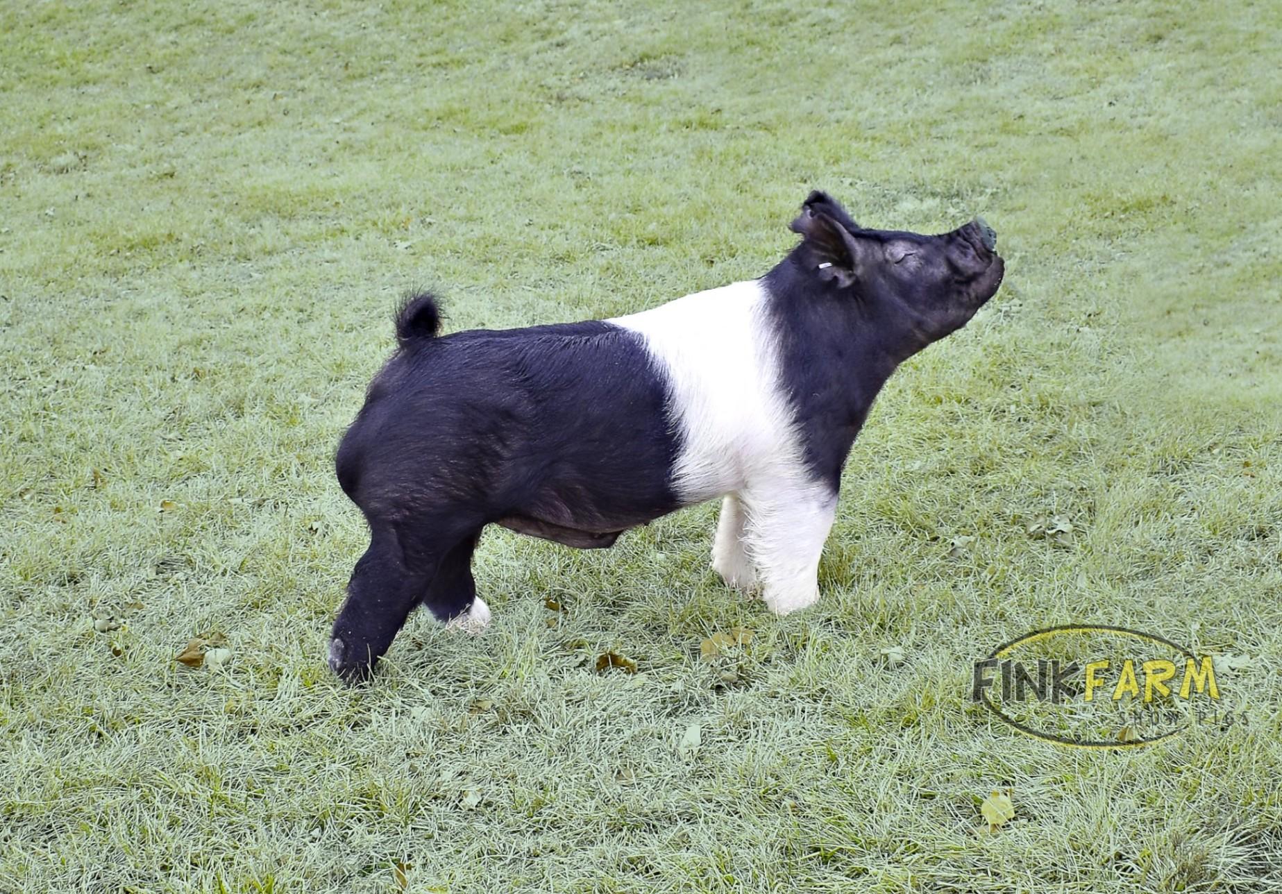 Crossbred Boar Semen for sale Wamego, KS