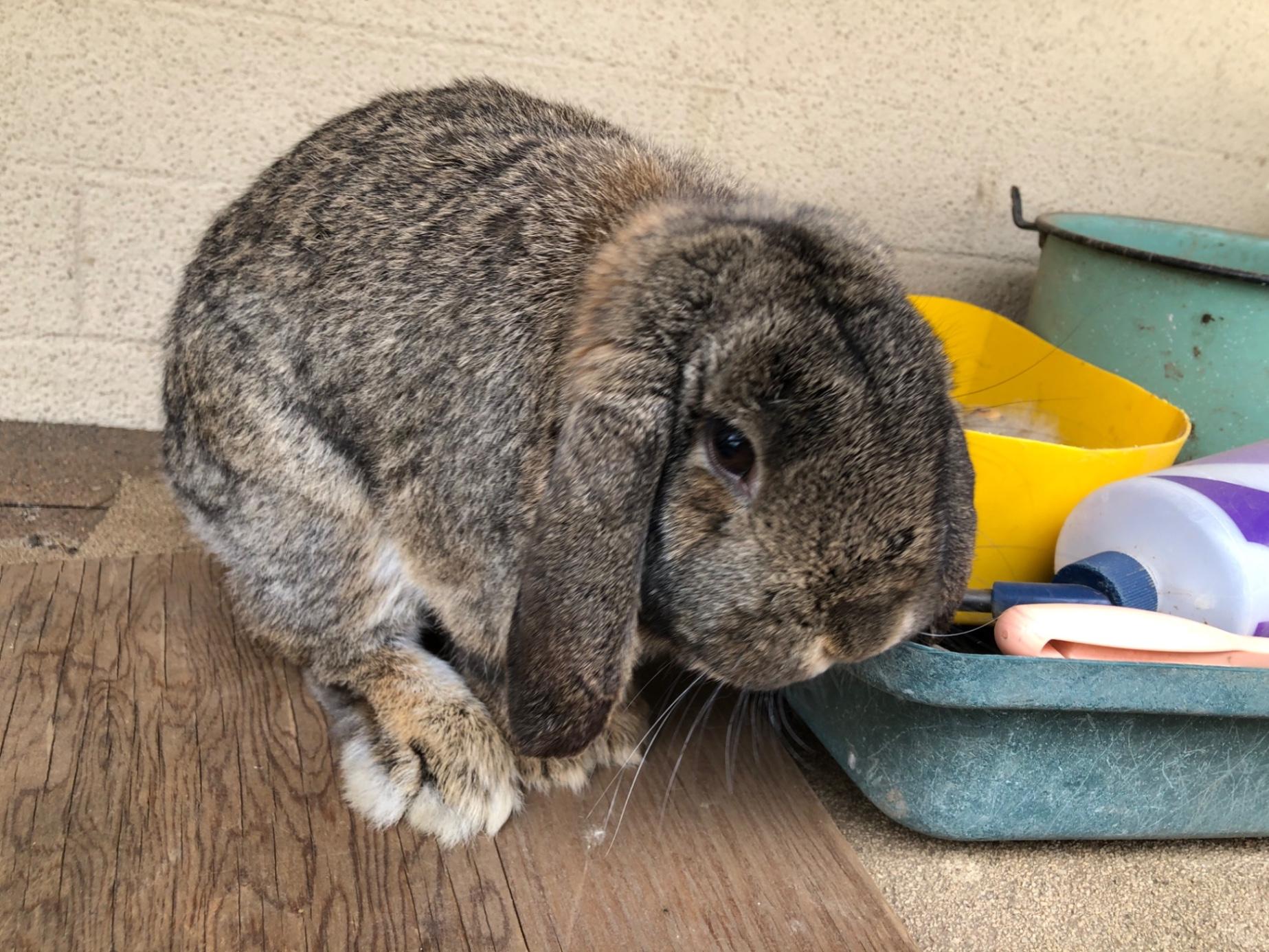 Mini Lop Rabbits for sale Phoenix, AZ