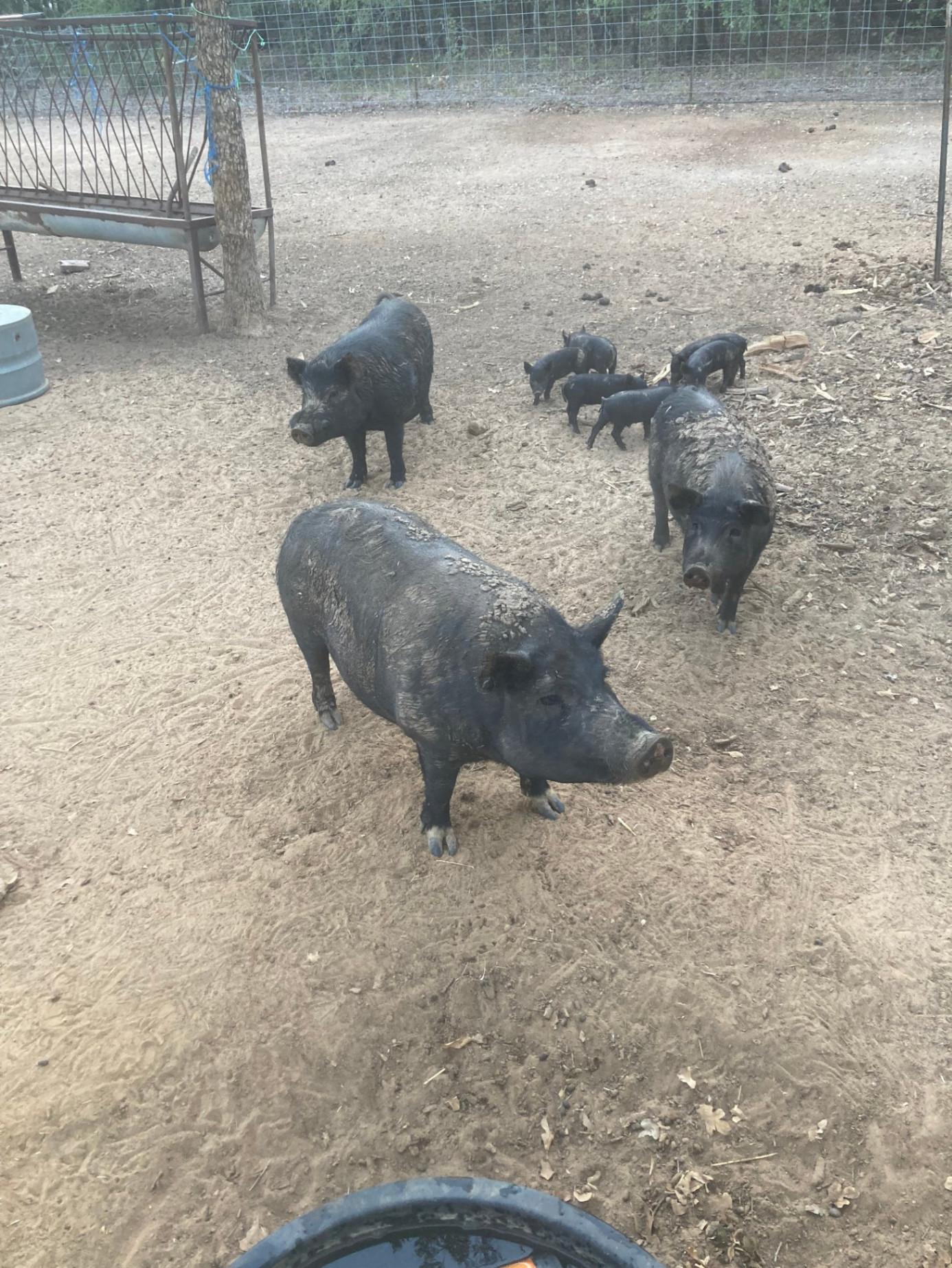 Bred Sows for sale Paradise, TX