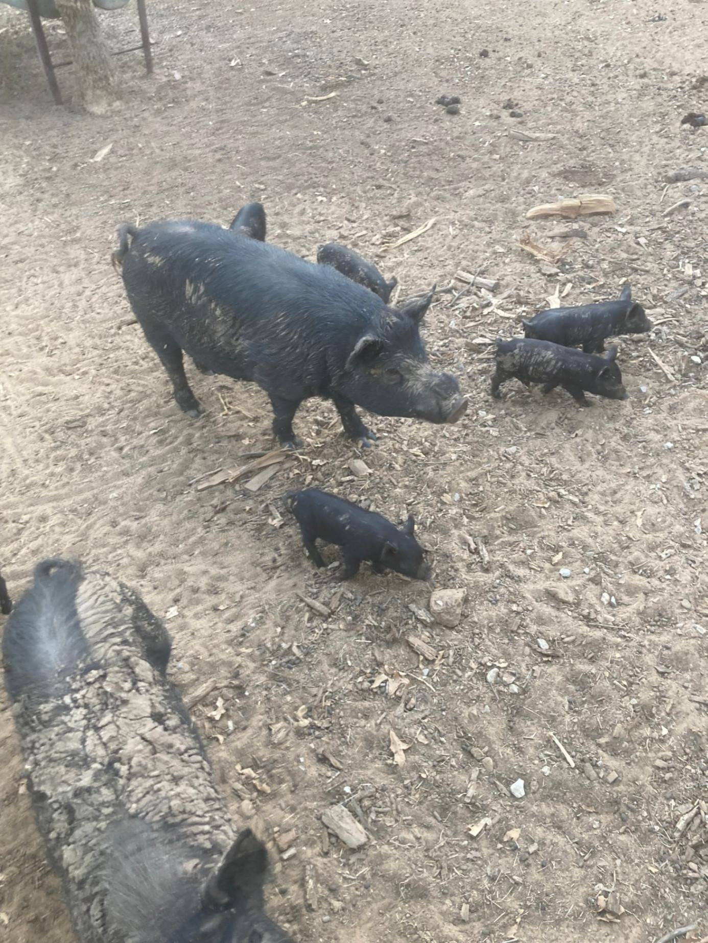 Bred Sows for sale Paradise, TX