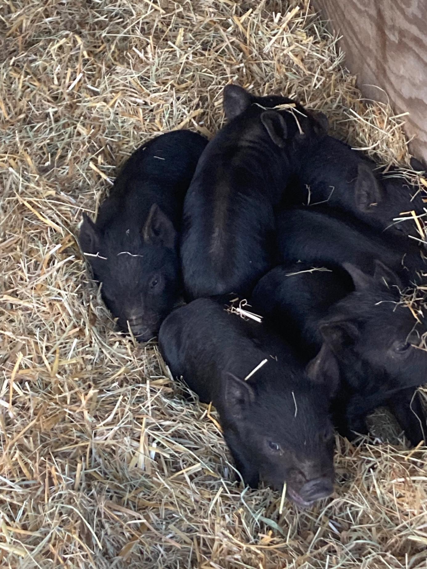 Bred Sows for sale Paradise, TX