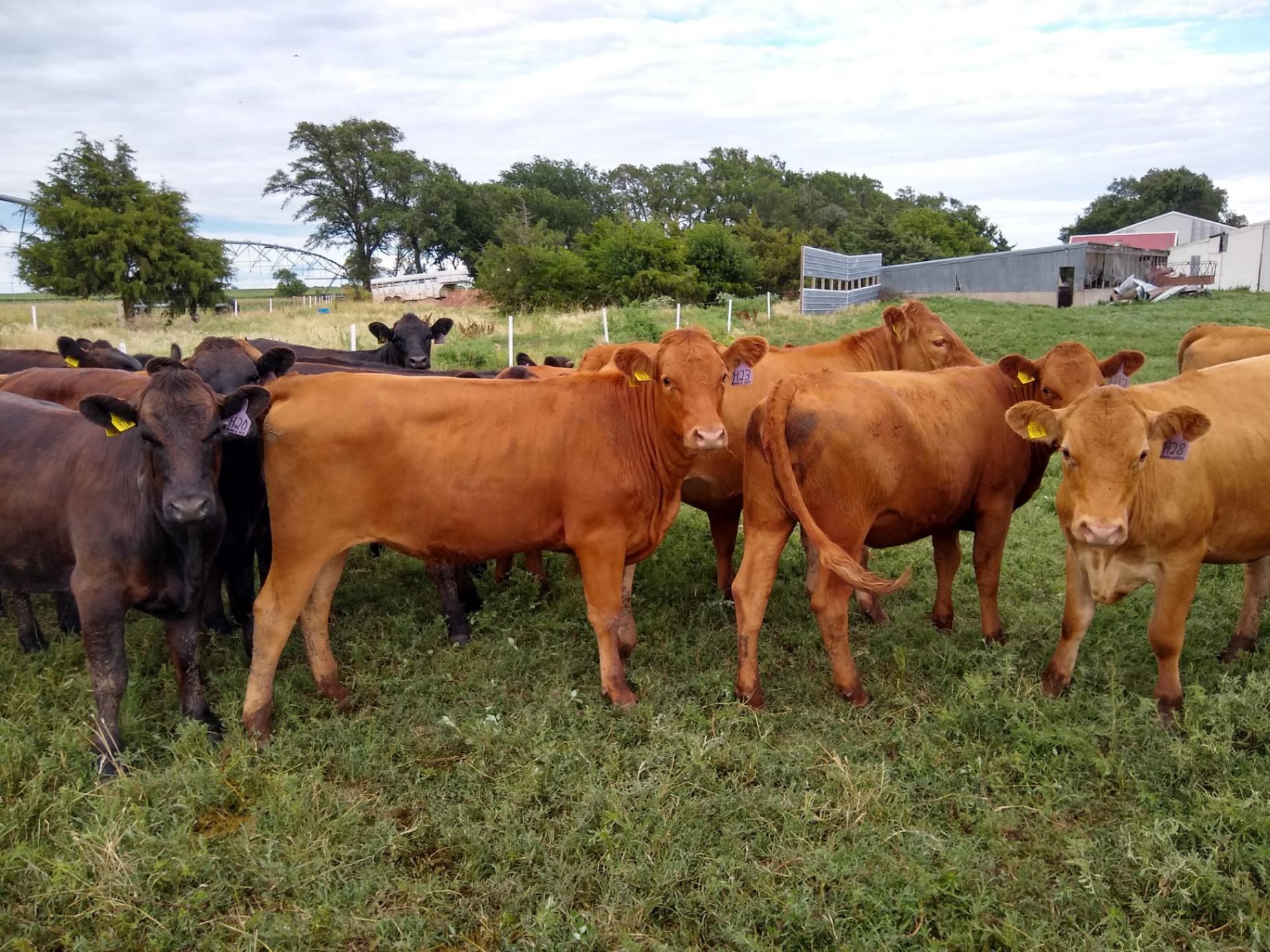 Crossbred Registered Akaushi / LimFlex Heifers Open for sale