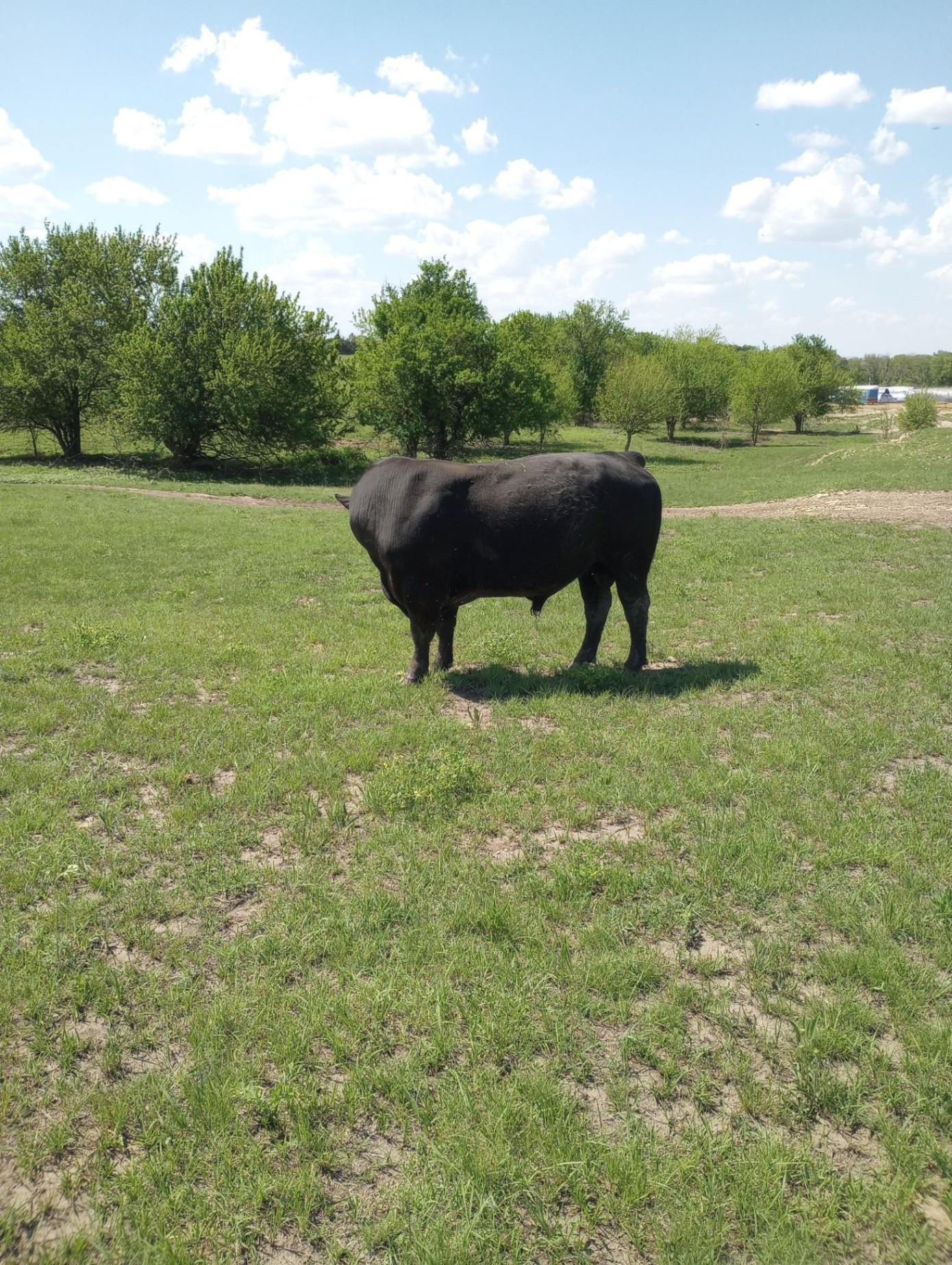 Purebred Bulls for sale Potwin, KS