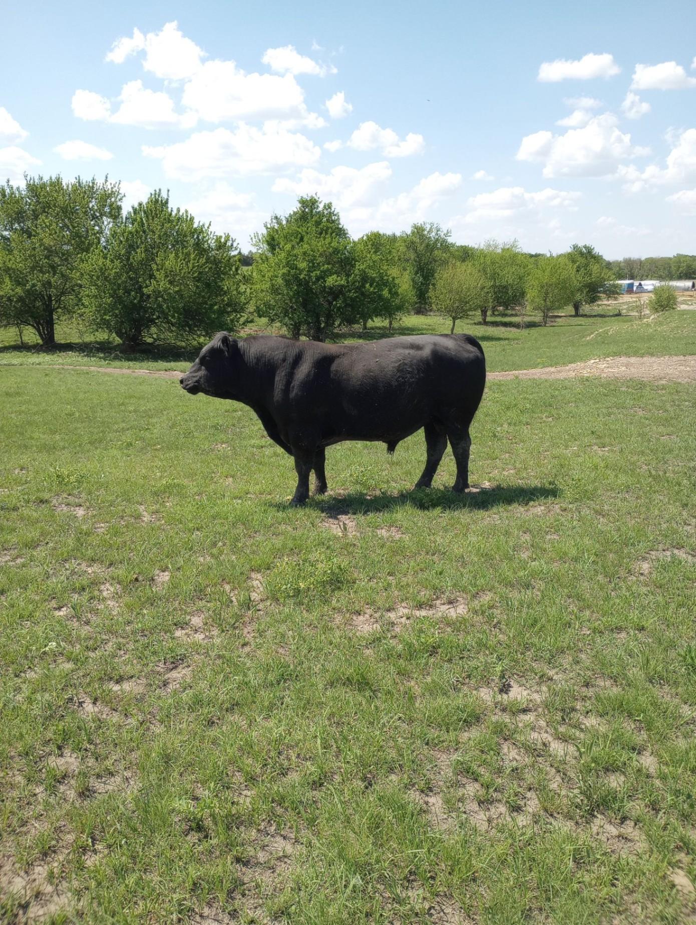 Purebred Bulls for sale Potwin, KS