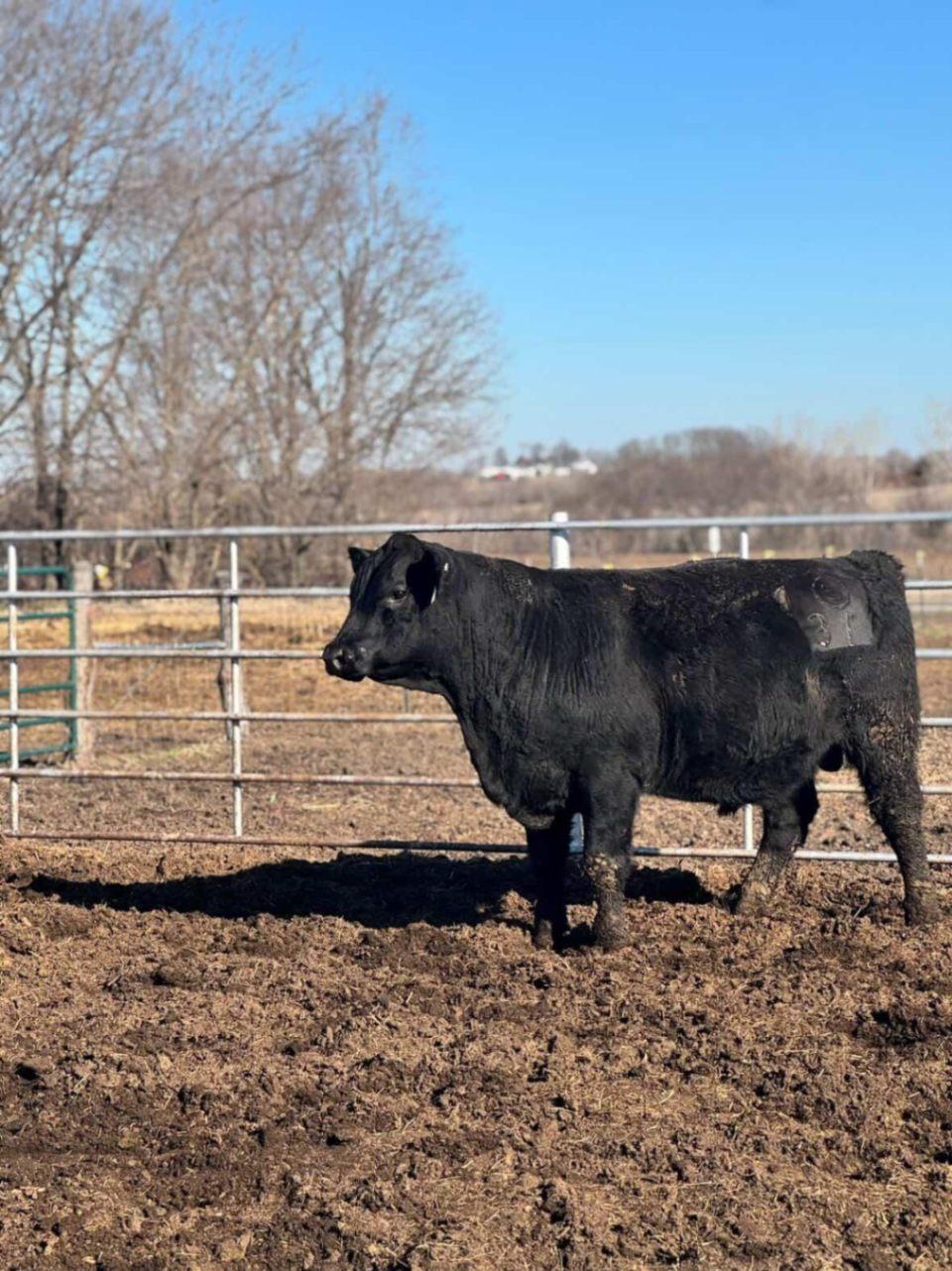 Registered Purebred Angus Bulls for sale | Easton, KS