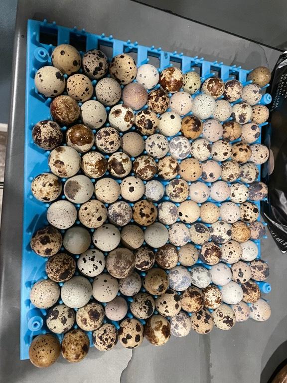 Male/Female Cortnix Quail Hatching Eggs for sale Ben Wheeler, TX
