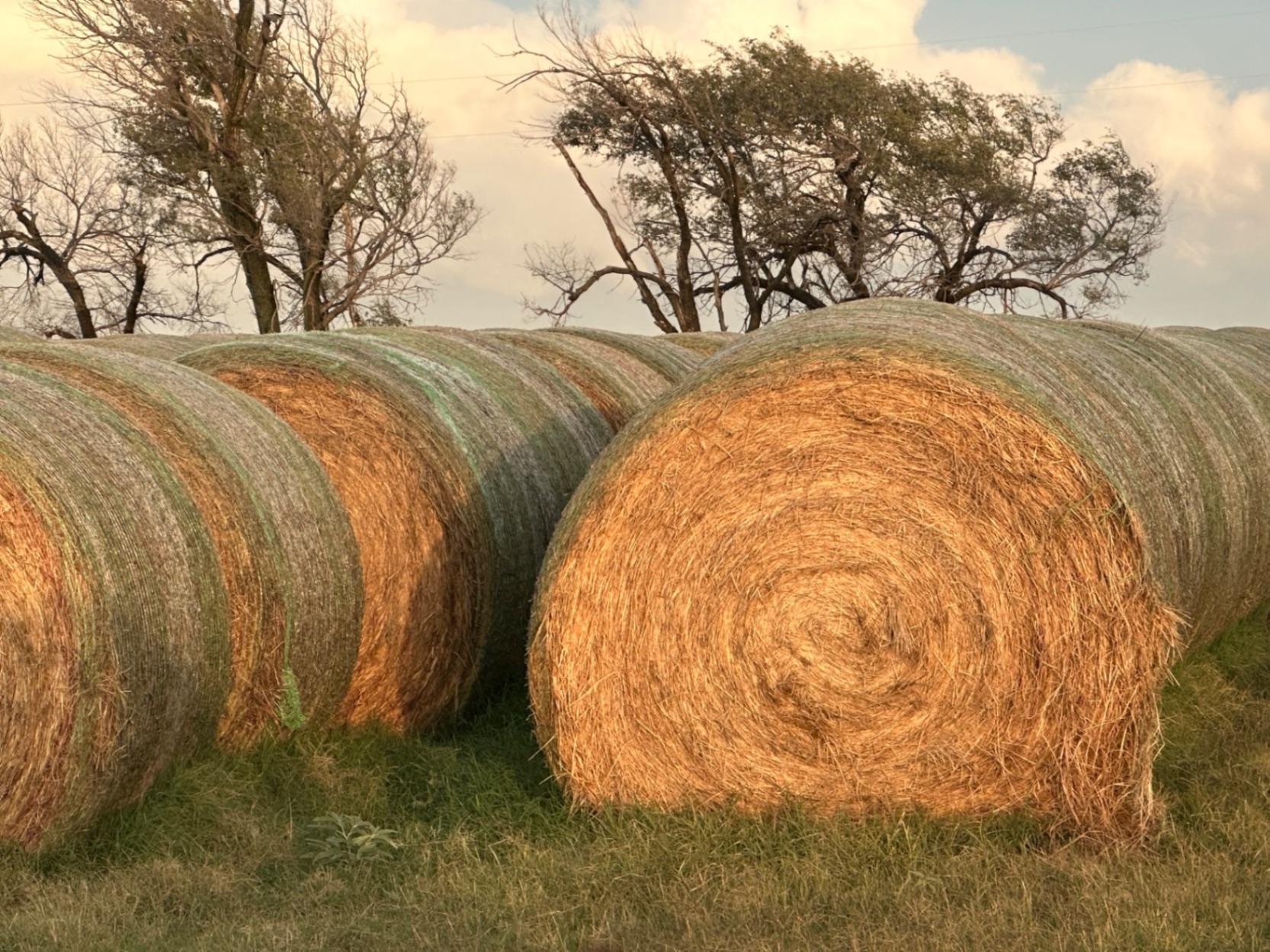 Large Round Bermuda Bales for sale Wakita, OK