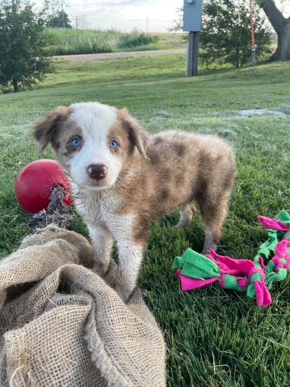 Australian Shepherd Cross Puppies Herding for sale Dodge City, KS