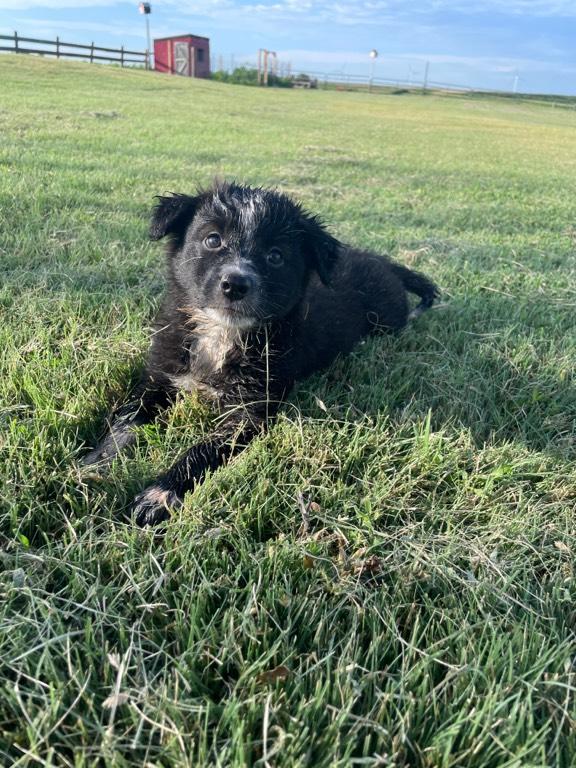 Australian Shepherd Cross Puppies Herding for sale Dodge City, KS