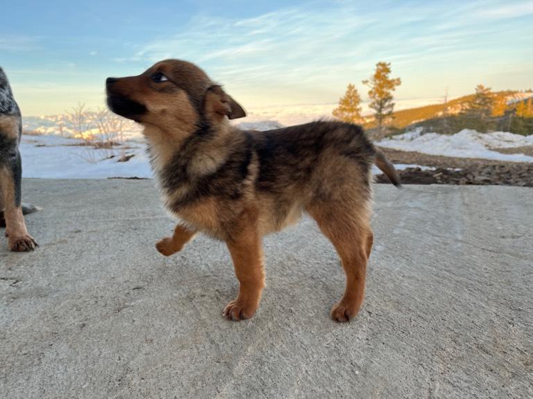 Husky German Shepherd Dogo Argentino Mix Husky Mixed With Yorkie