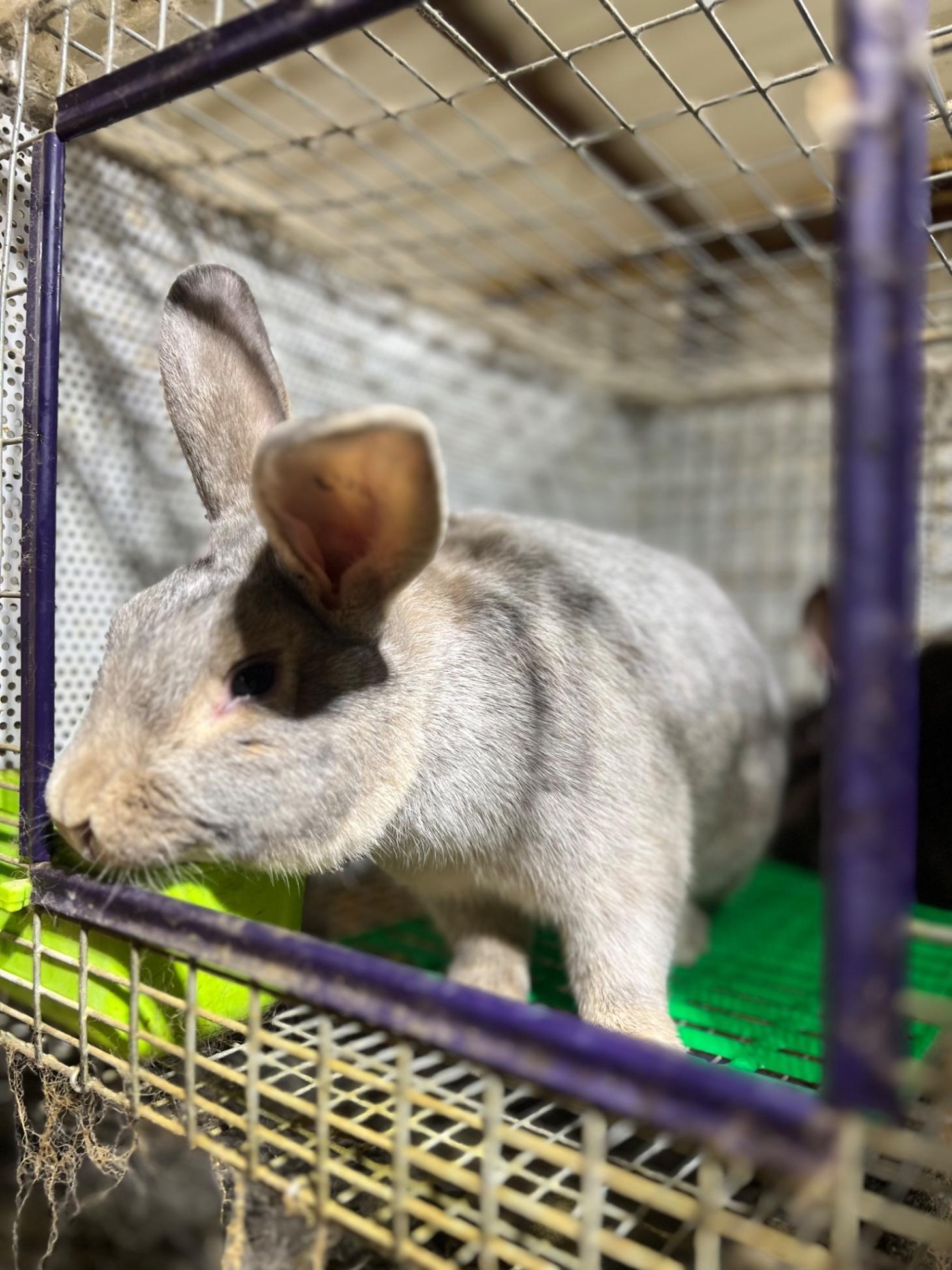 Argente Brun Rabbits for sale Carpenter, WY