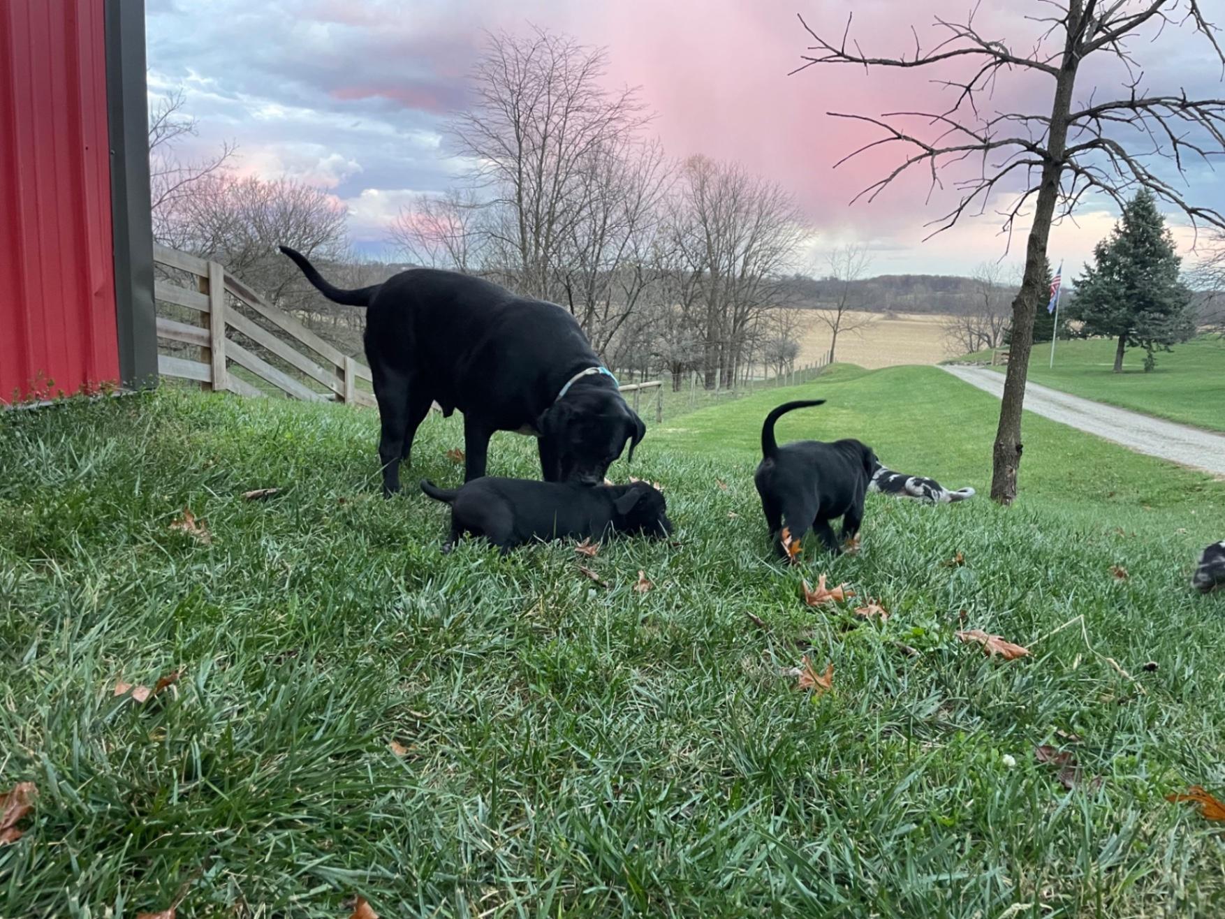 Catahoula Pups Purebred Catahoula Leopard Dog For Sale Month