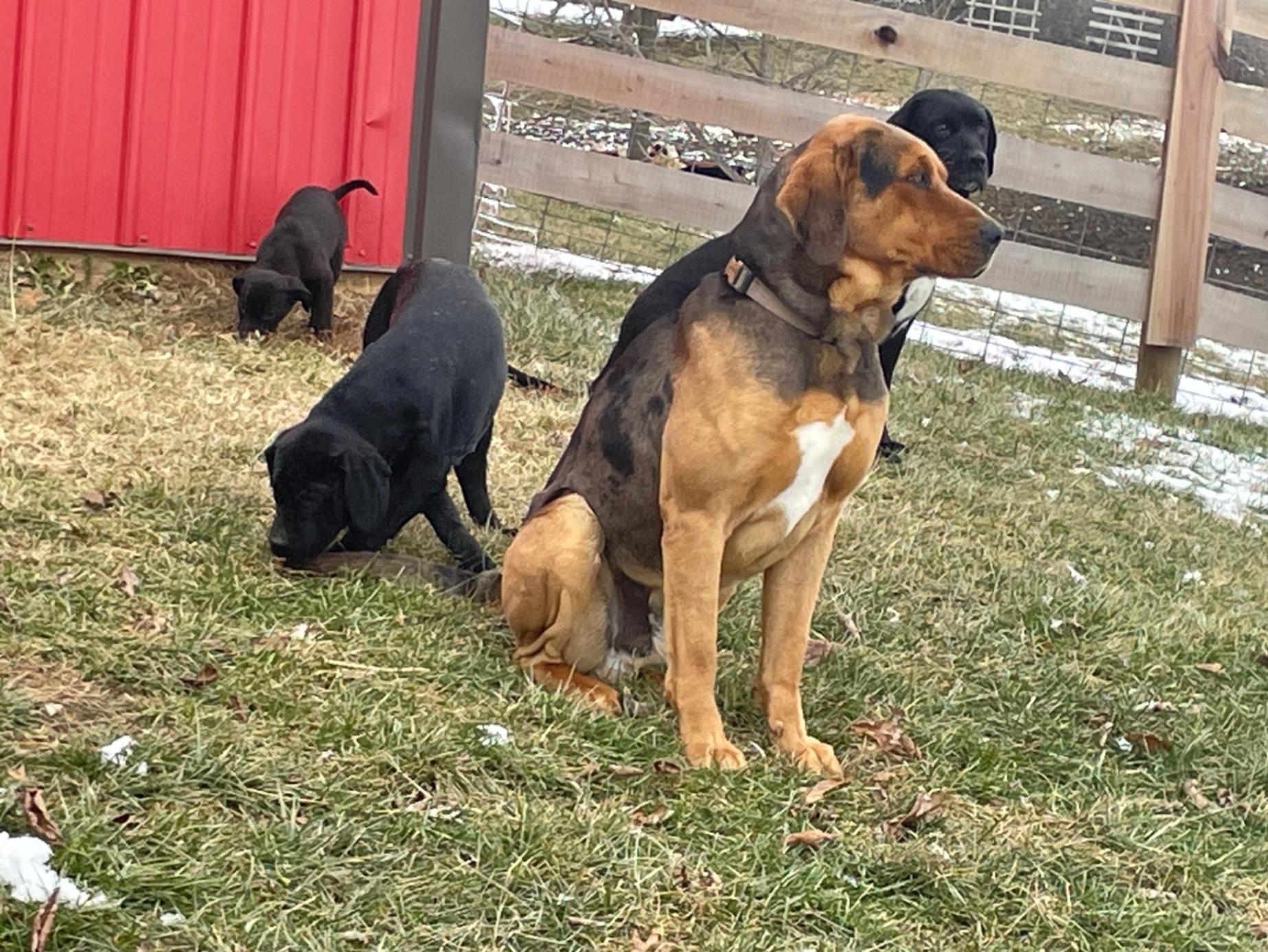 Shepherd Belgian Malinois Golden Retriever Mix Canine Belgian