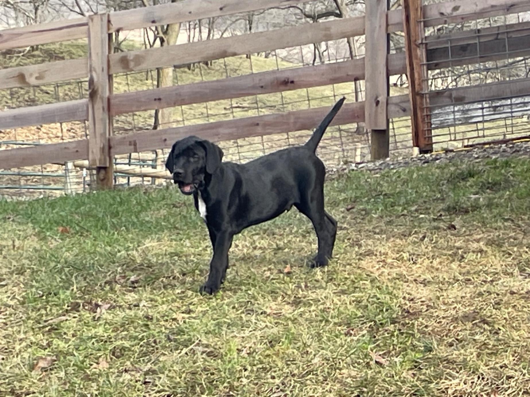 Catahoula Bloodhound Puppies Month Old Purebred Catahoula