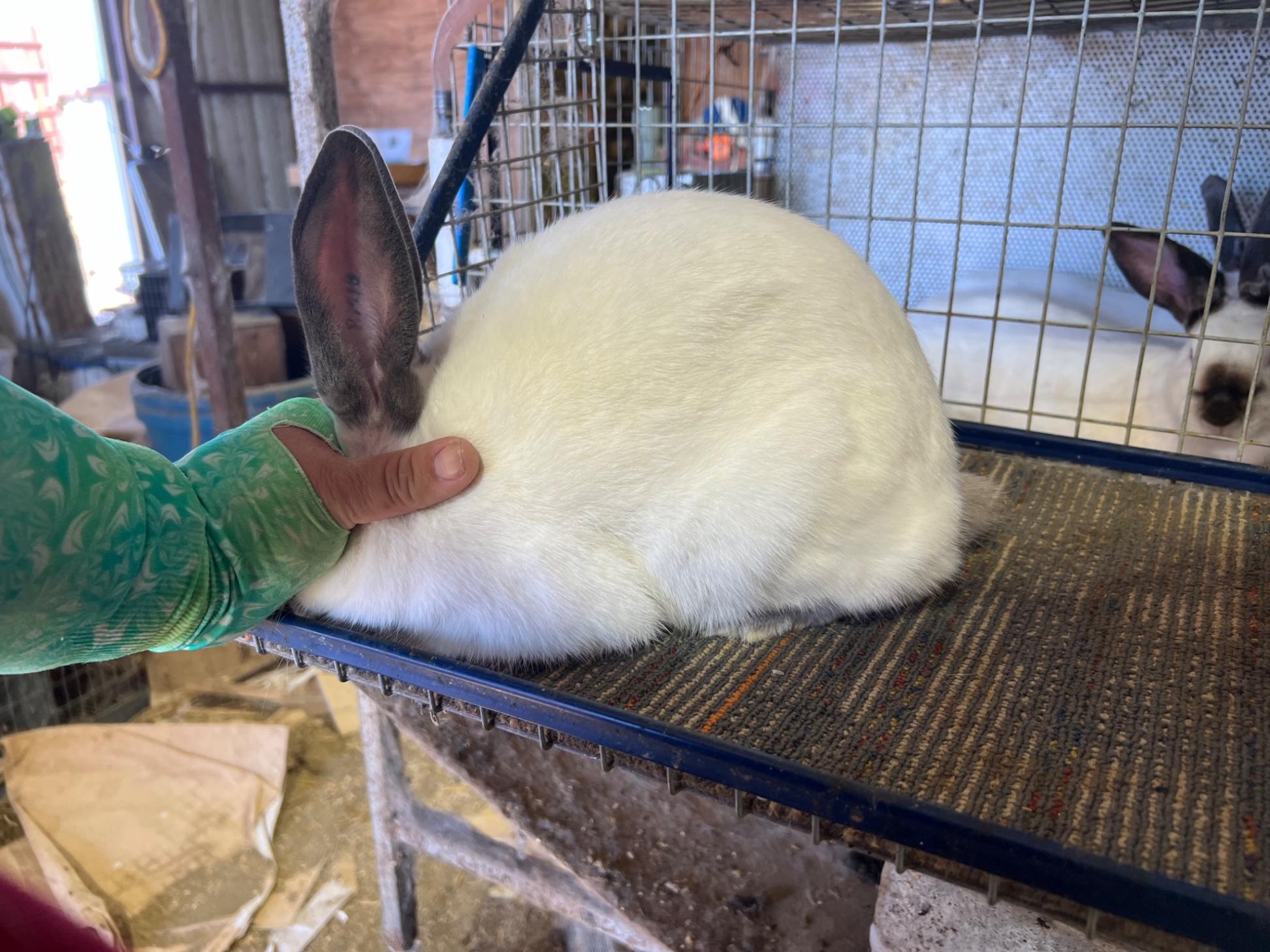 Californian Rabbits for sale | Carpenter, WY