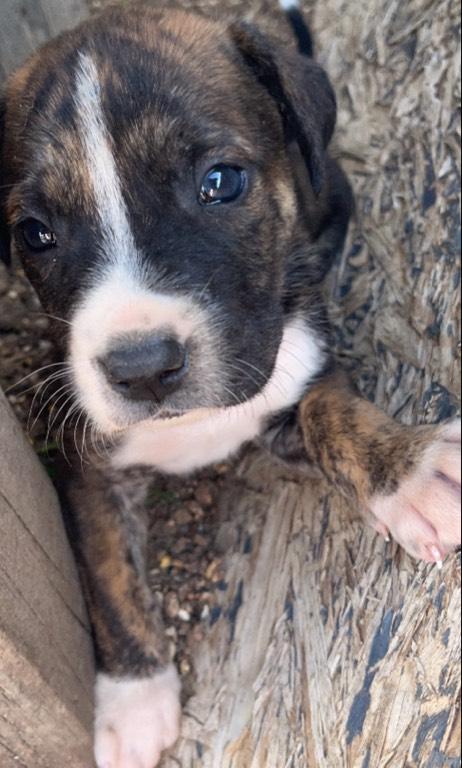 Full Grown Boxer Heeler Mix Australian Shepherd Australian Cattle