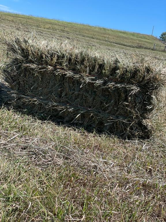 Small Square Brome / Brome Bales for sale Drexel, MO