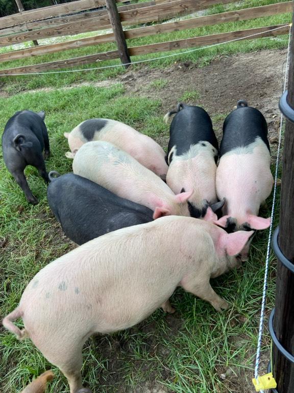 Hampshire / Duroc / BerkshireCross - Feeder Pigs for sale | orderlivestock.com