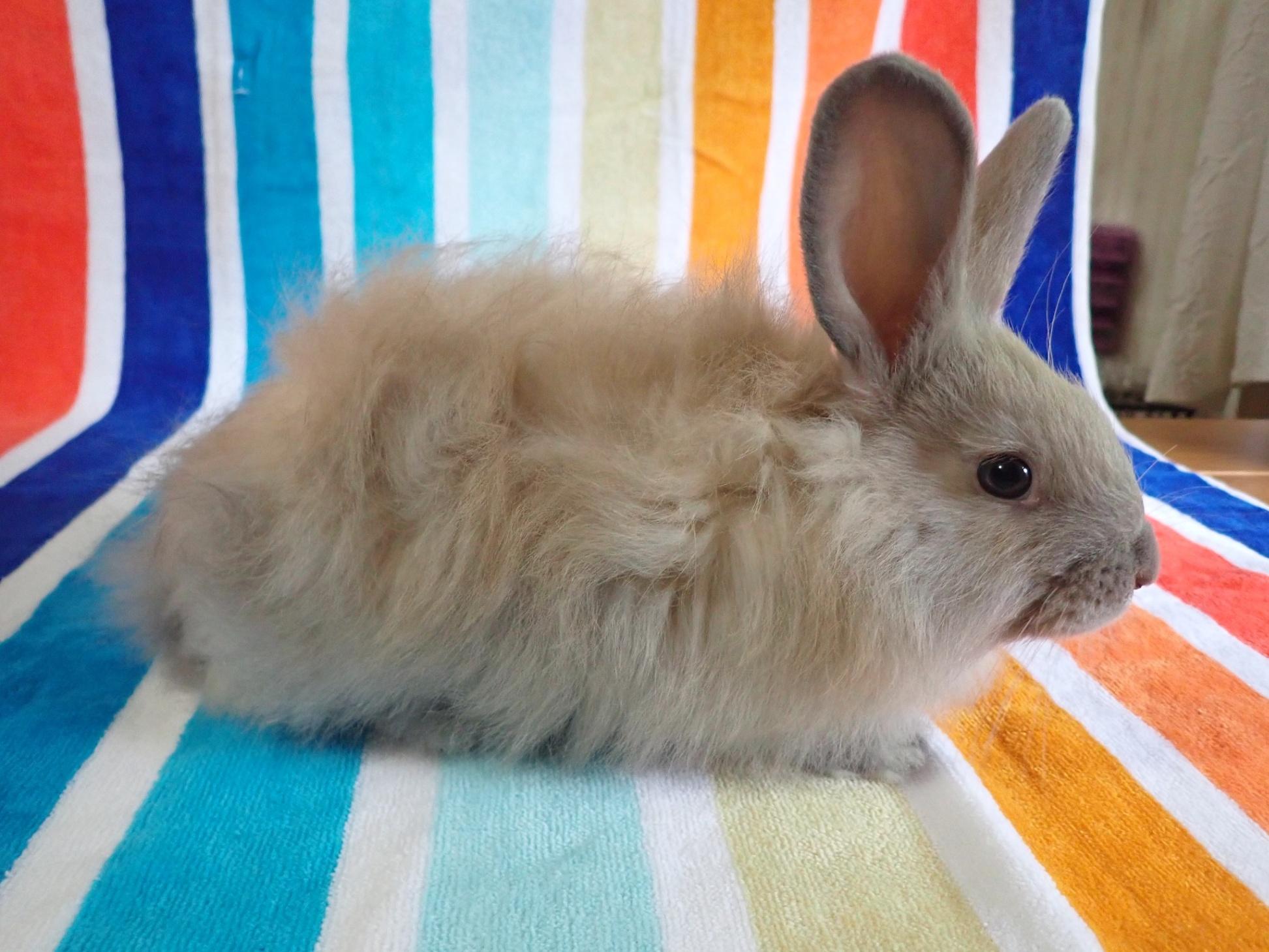 Rabbits for Sale Near You Buy Online in KY