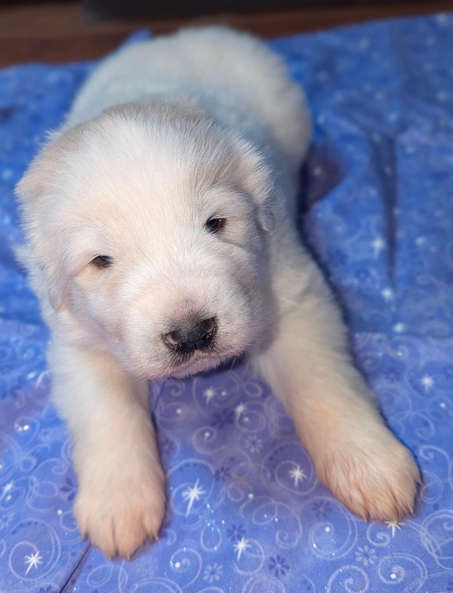 Puppies Newborn Akc Registered Great Pyrenees Puppies For Sale