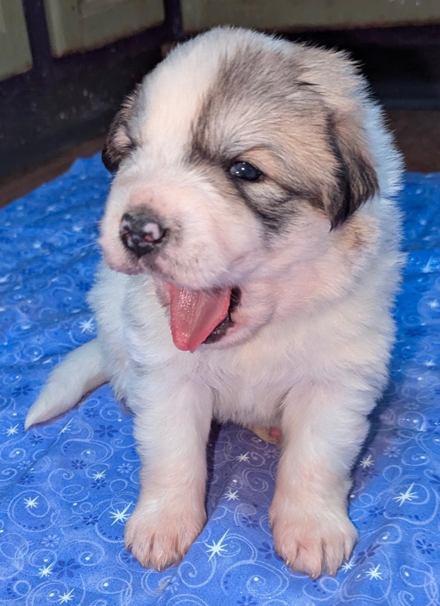 Anatolian Shepherd Pyrenees Puppies For Sale Anatolian Shepherd