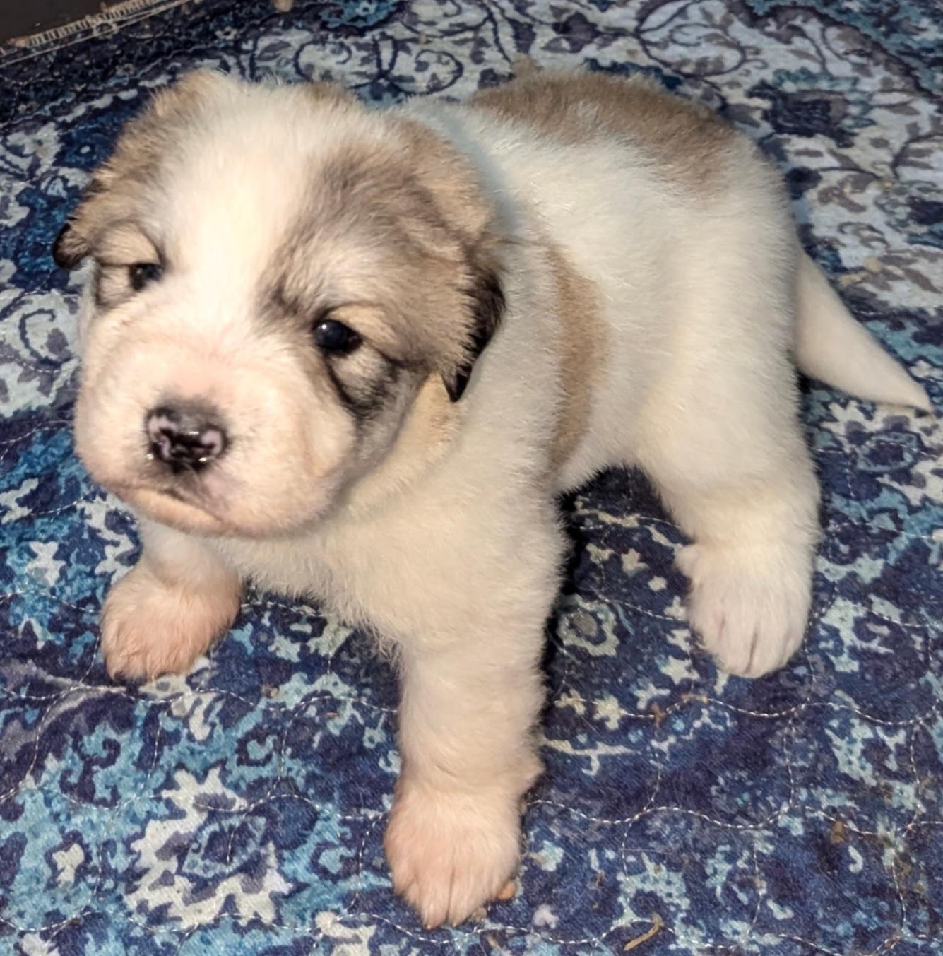 Newborn Pyrenees Dog Puppy Dog Breed Great Pyrenees Newborn