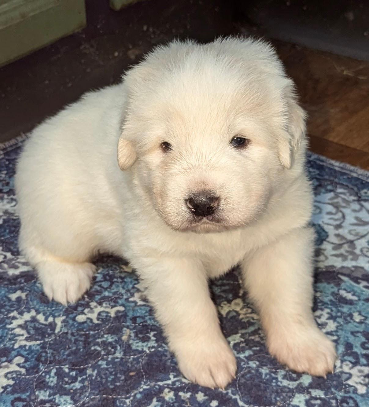 Image of Pomeranian Spitz in Wild Beach. Cute White Little Dog Stock Photo  - Image of agility, outside: 186251366, image size:1207x1332
