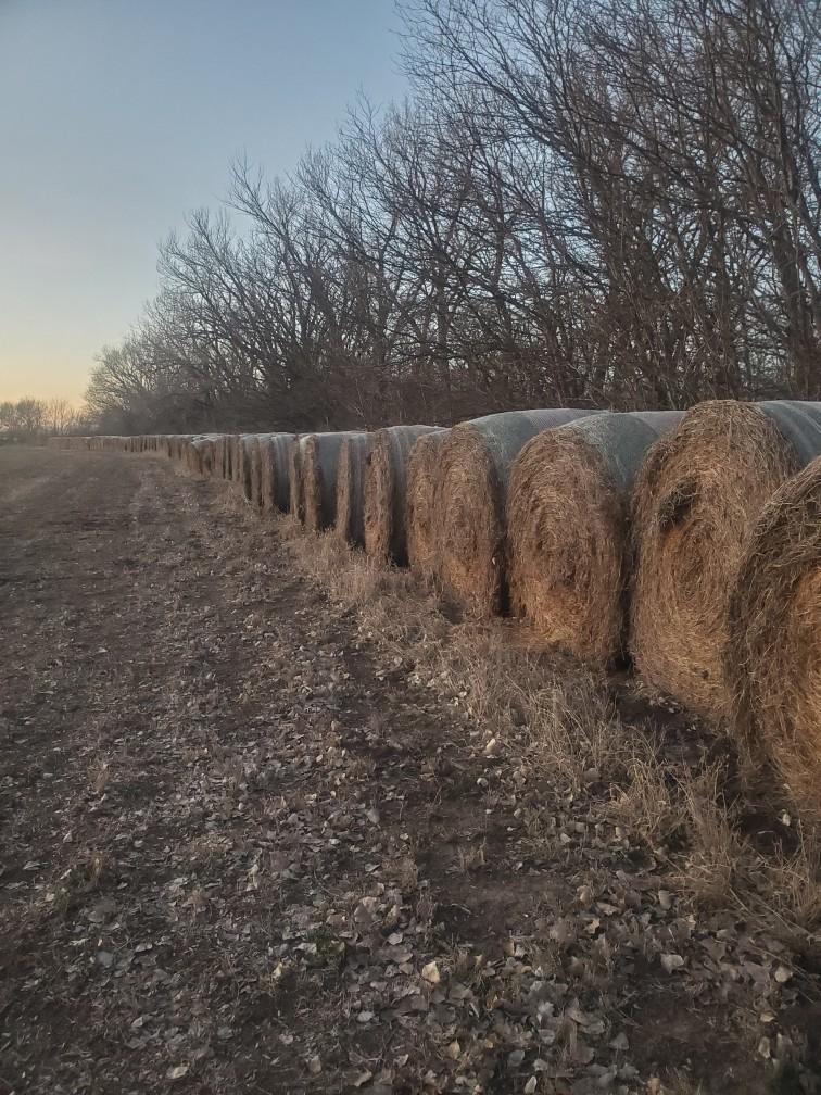 Large Round Organic Alfalfa Bales for sale Hoisington, KS