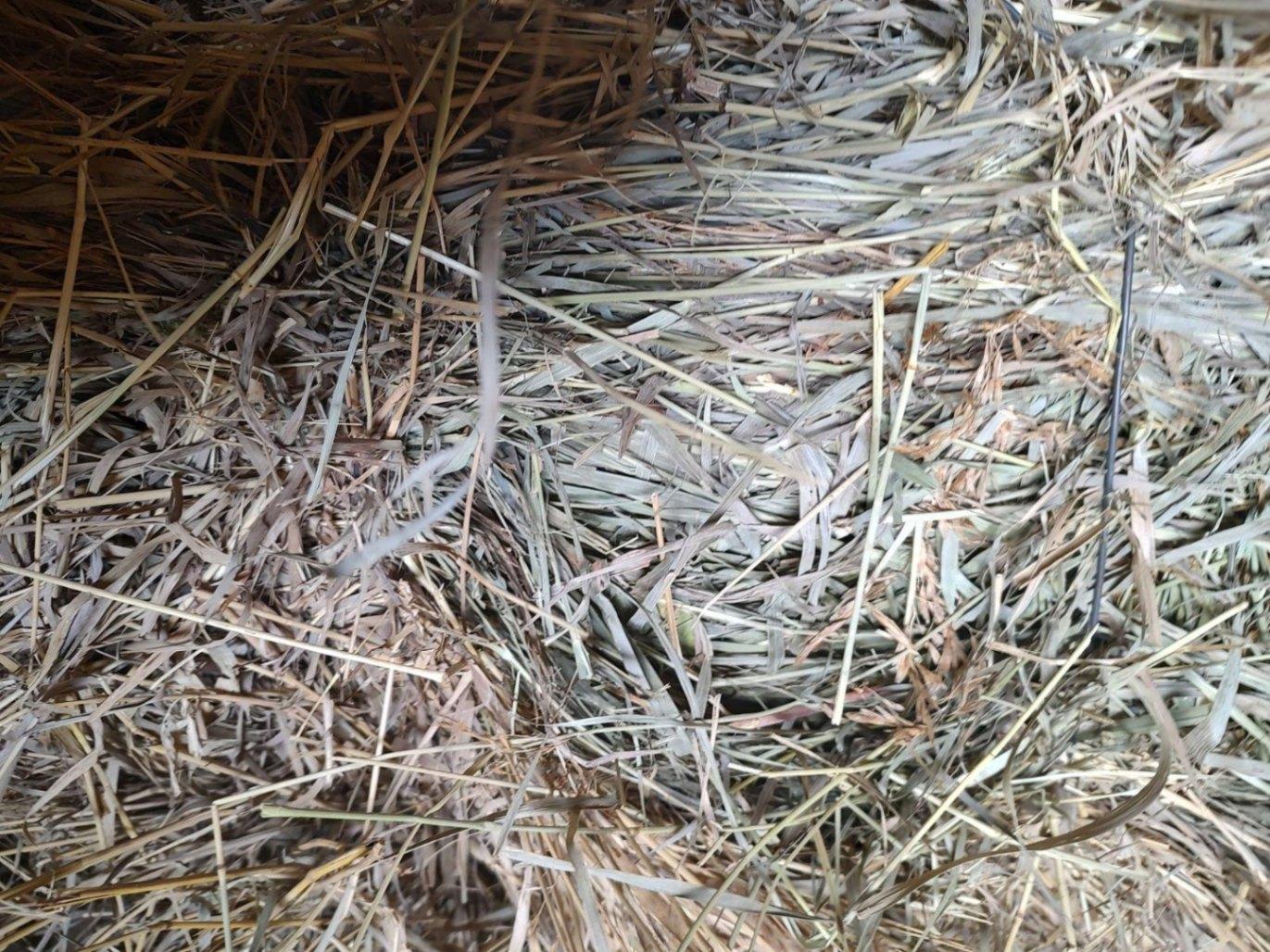 Small Square Brome Bales for sale Pomona, KS