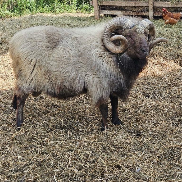 Registered Icelandic Rams - 3 years old for sale | Blue Mounds, WI
