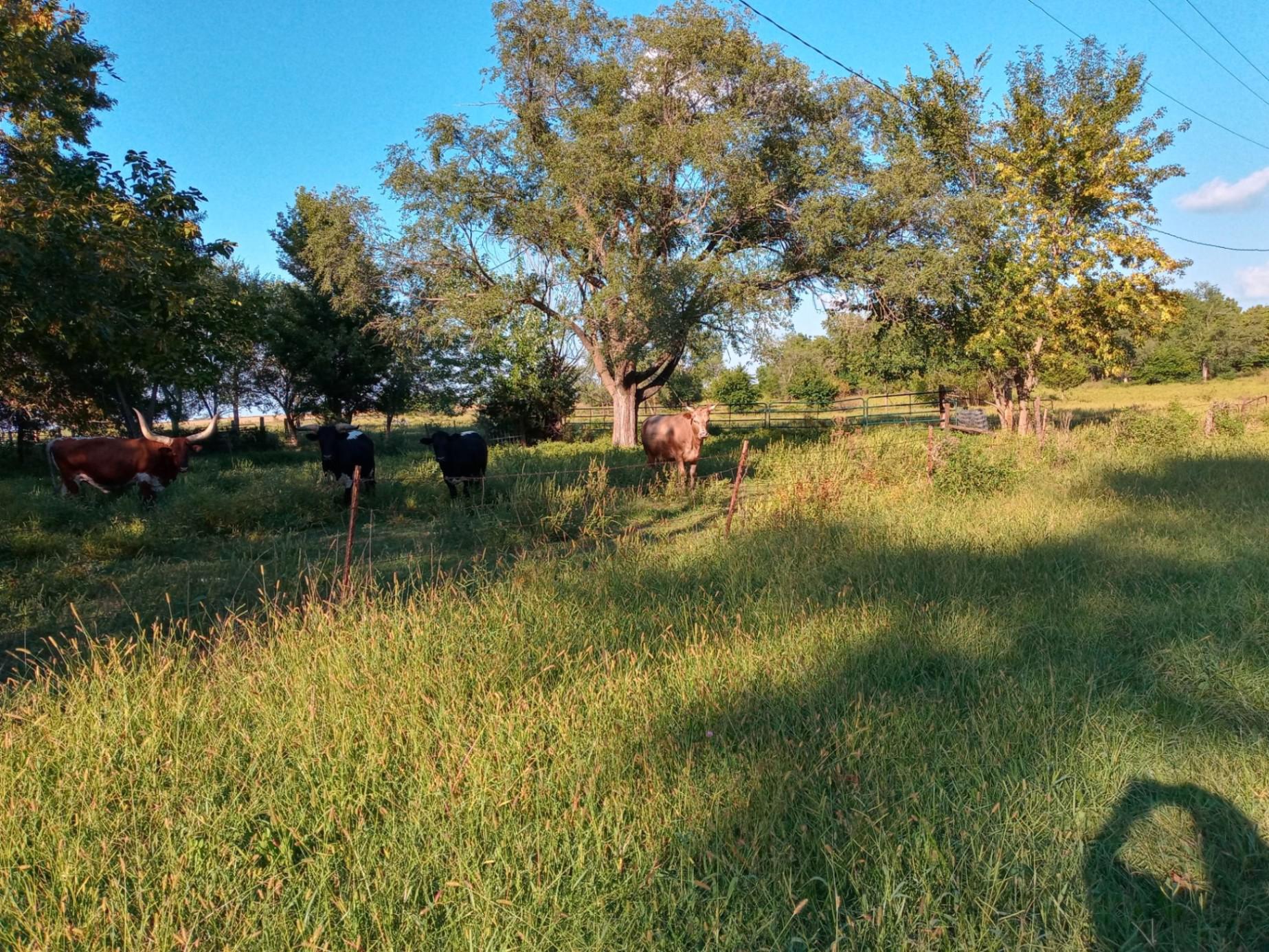 Crossbred Cows Bred for sale Blue Mound, KS