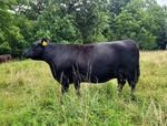 Purebred Registered Angus Beef Embryo for sale | Westmoreland, KS