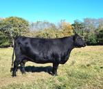 Purebred Registered Angus Beef Embryo for sale | Westmoreland, KS